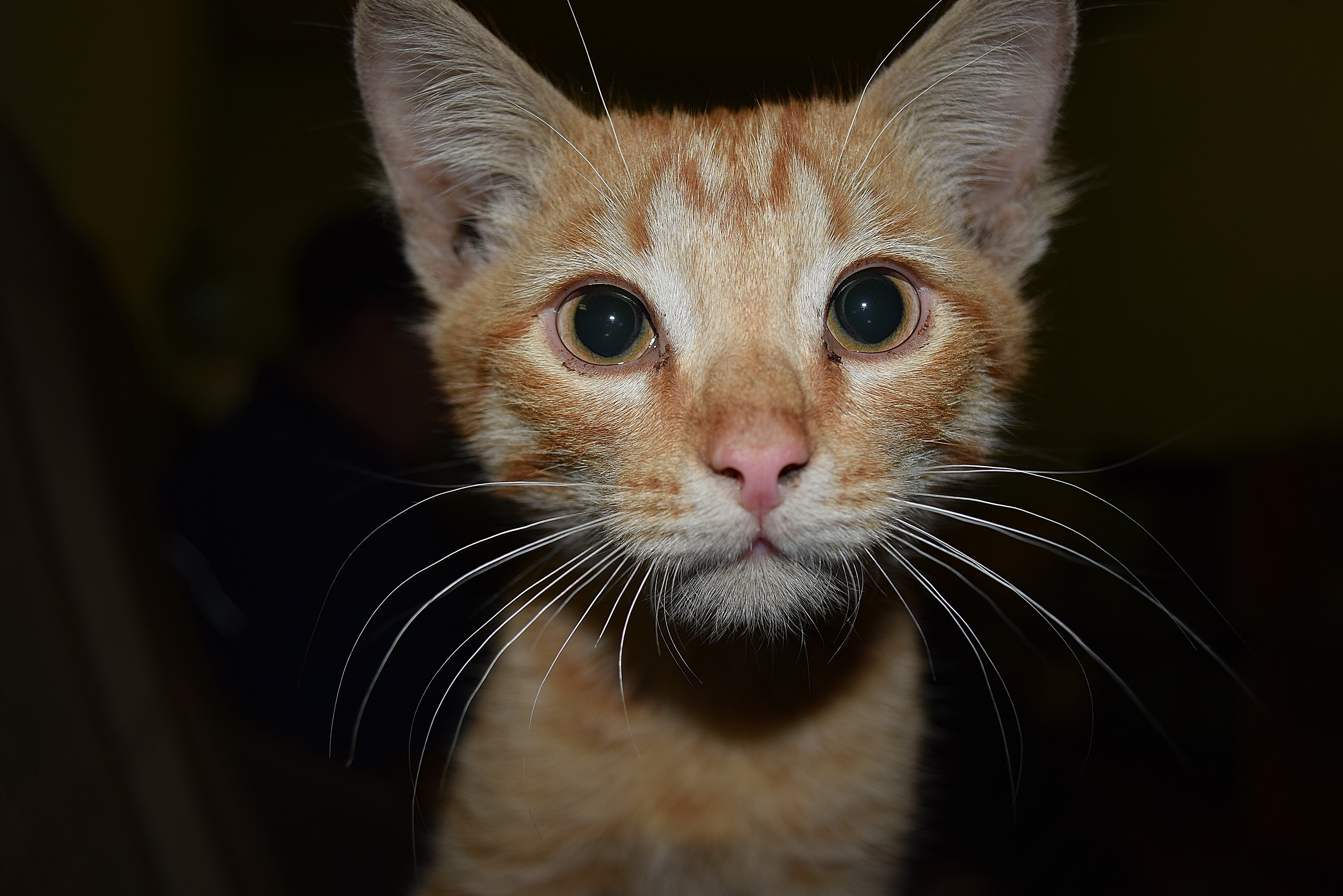 Агрессивный кот. Кошка с прижатыми ушами. Коты с прижатыми ушами. Прижатые ушки у кошки. Кот опустил уши.