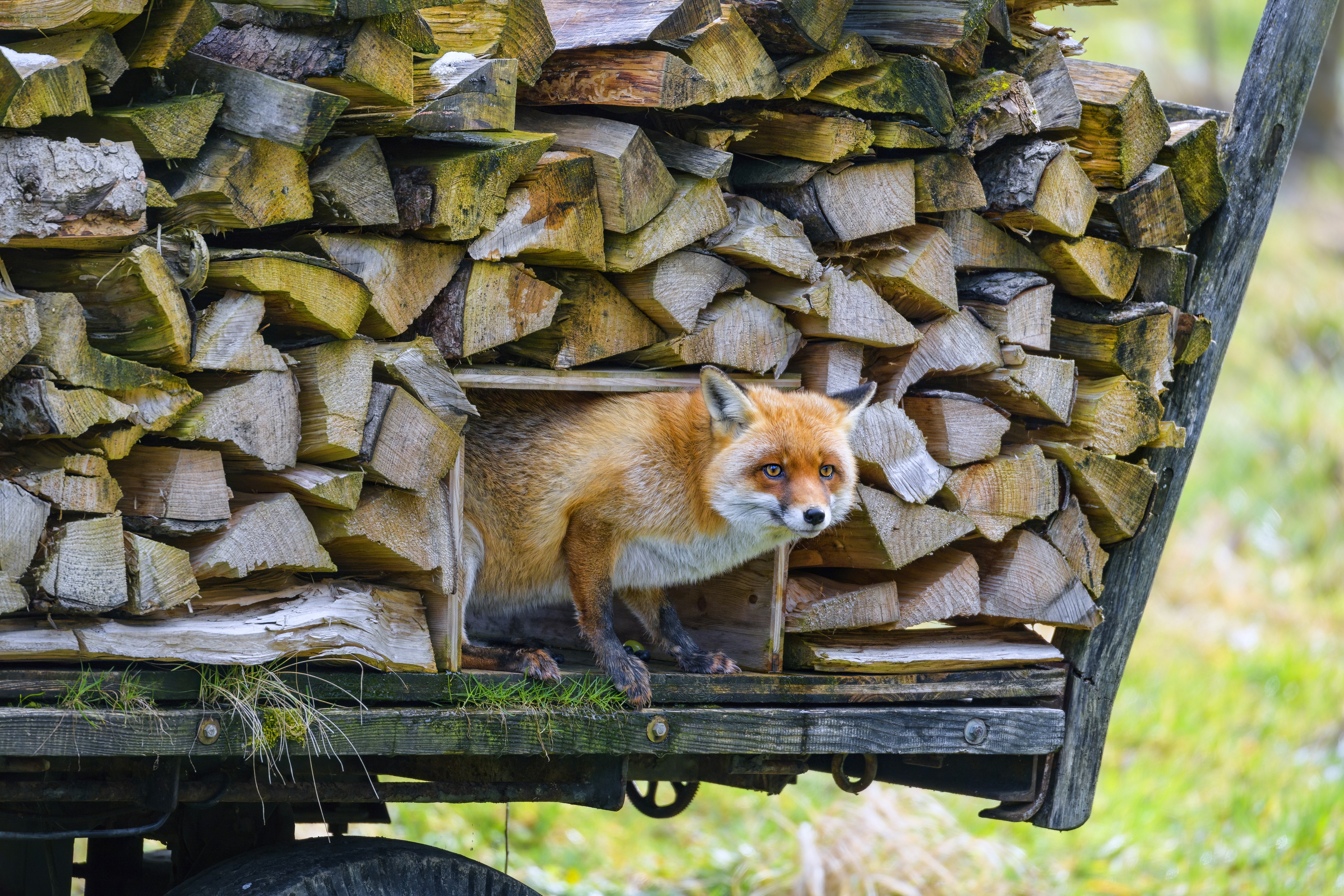 Woody Fox Bottom