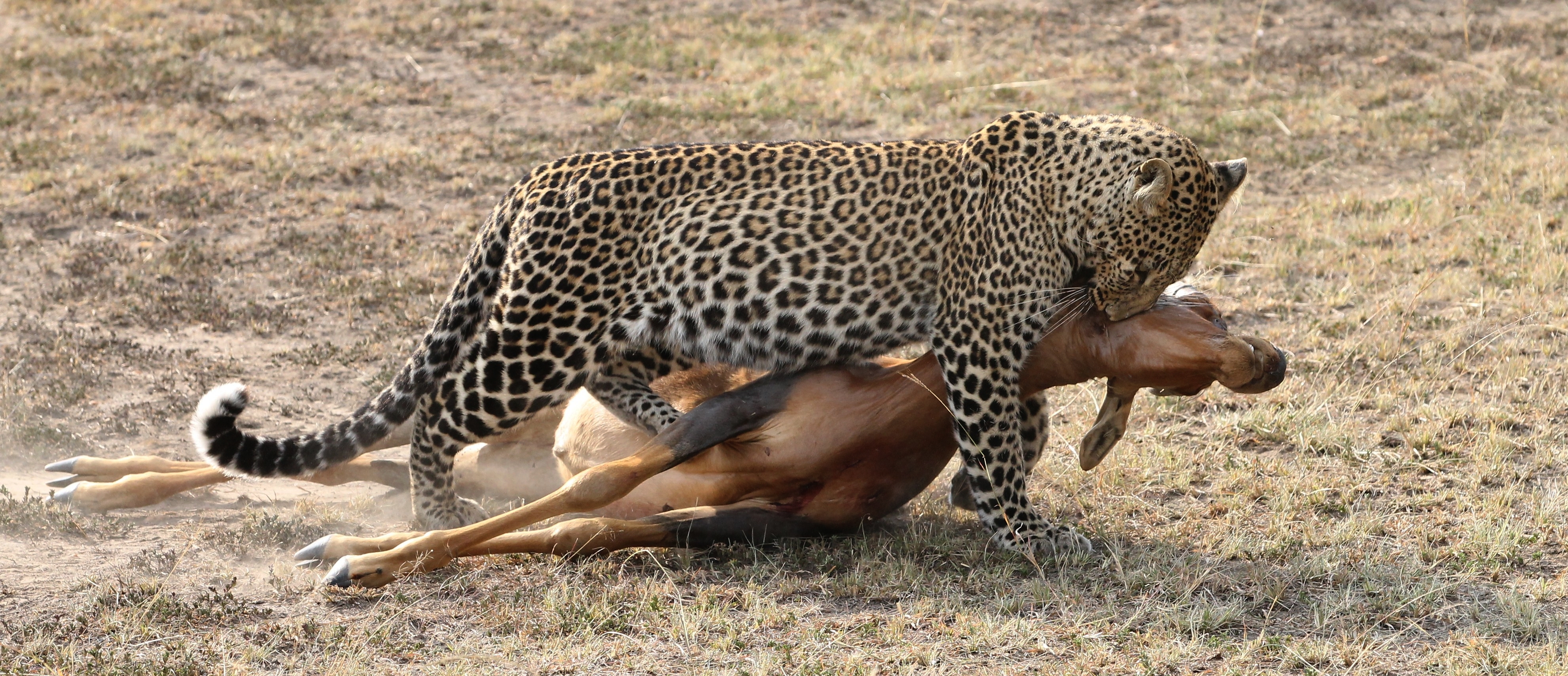 Хищники становятся добычей. Гепард леопард Ягуар. Ягуар догоняет антилопу. Гепард охотится на антилопу. Суперхищники гепард.