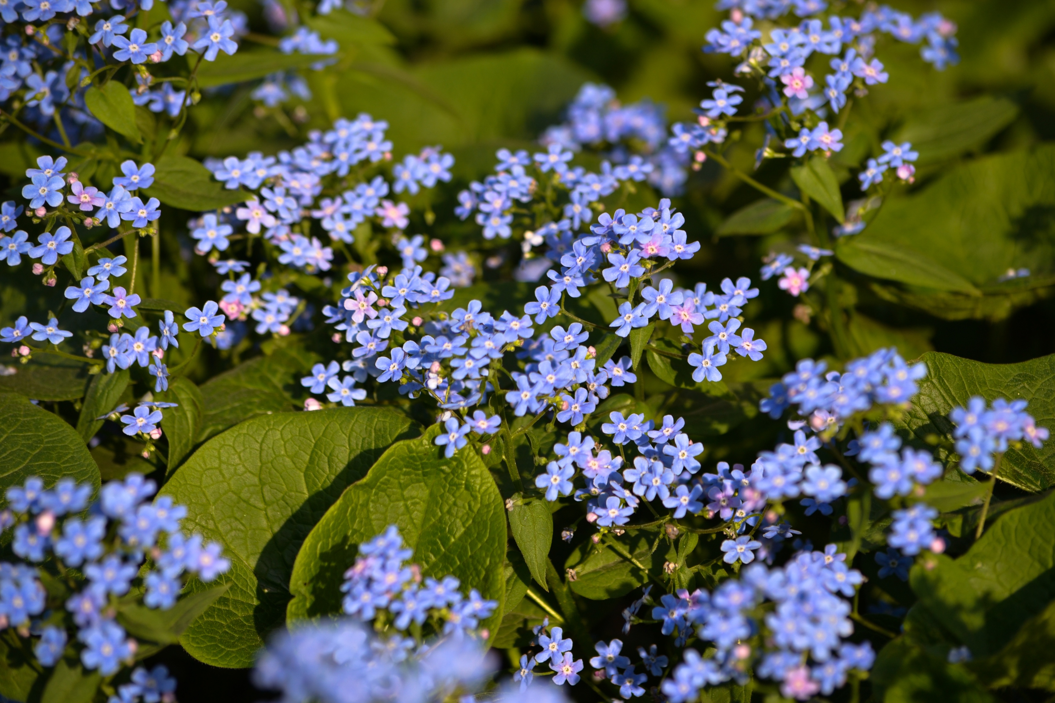 Голубые цветы похожие на незабудки. Незабудка луговая. Незабудка альпийская. Незабудки цветы фото листья. Незабудки цветы фото листья.