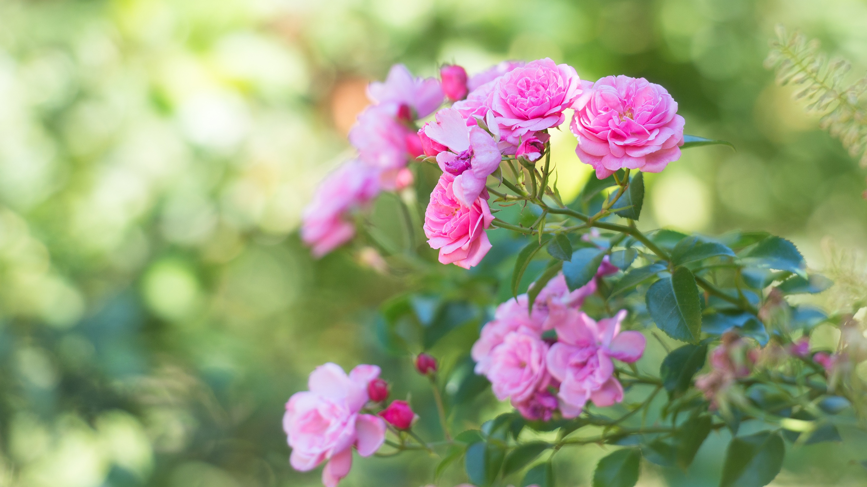 Лето цветы розы. Пионовидные розы куст.