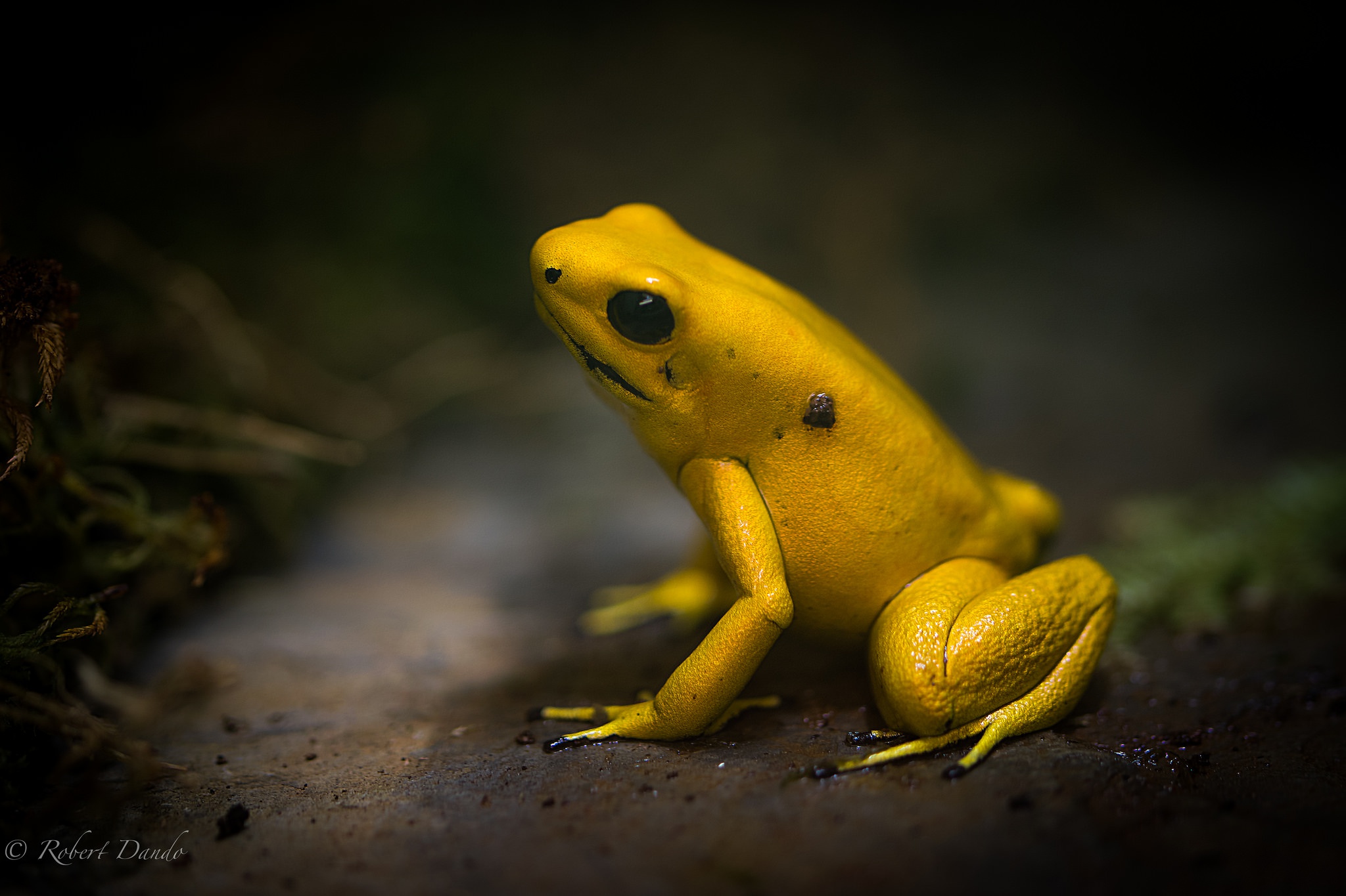 Golden frog. Жёлтая лягушка листолаз. Лягушка древесный листолаз. Ужасный листолаз лягушка. Золотистый листолаз.