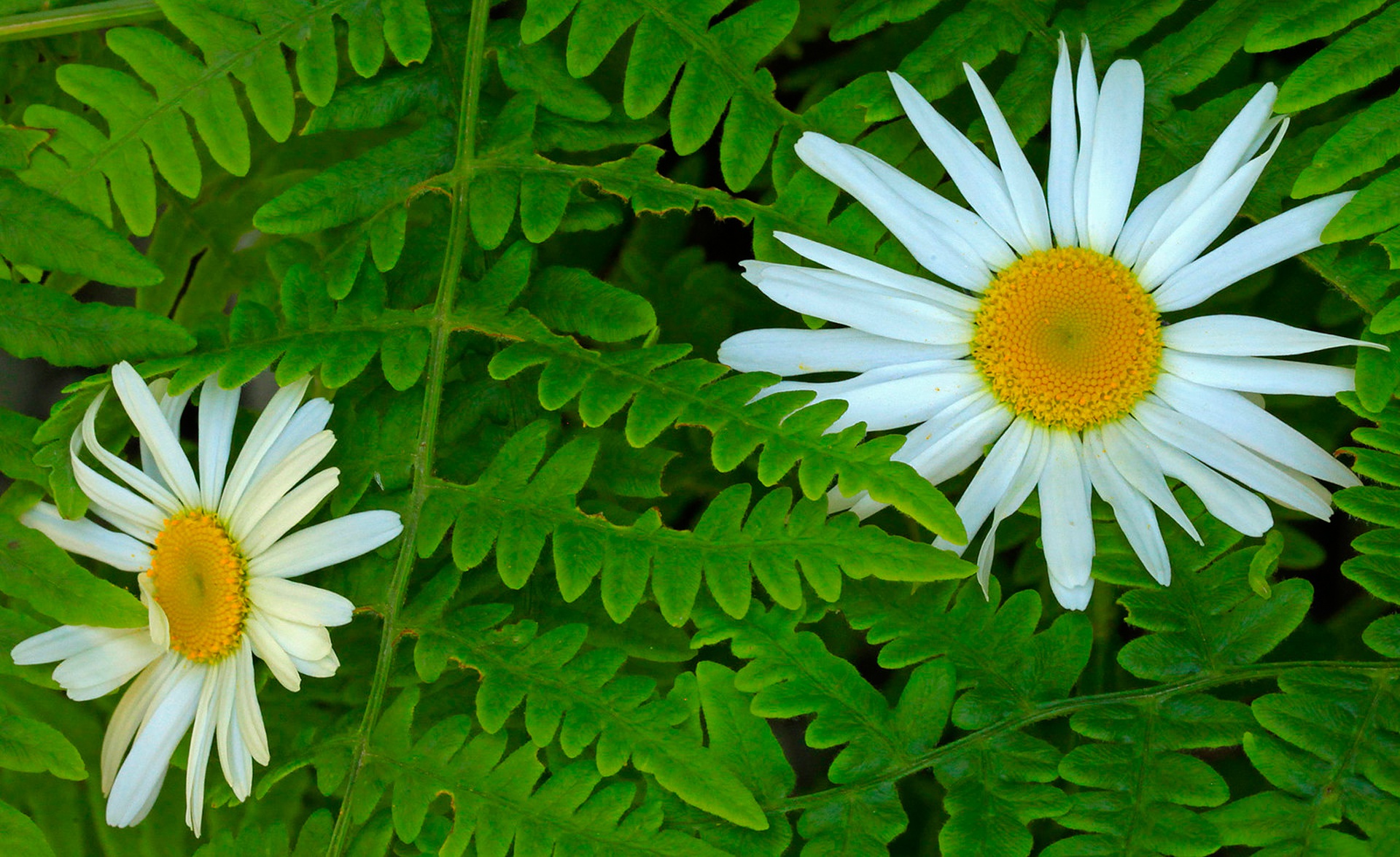 Daisy leaves. Листья ромашки. Литье Ромашка. Листок ромашки. Ромашка цветок листья.