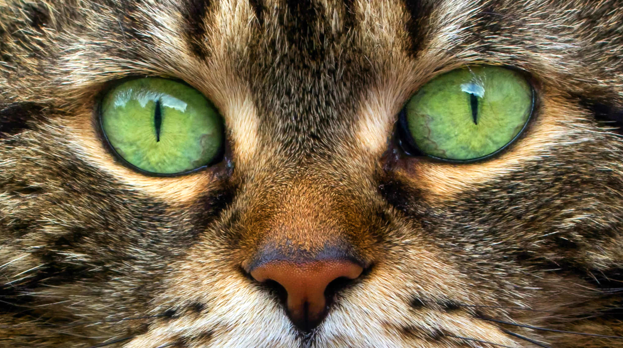 Радужка кошки. Глаза кота. Кошачий глаз. Зрачок кошки. Глаз кошки макро.