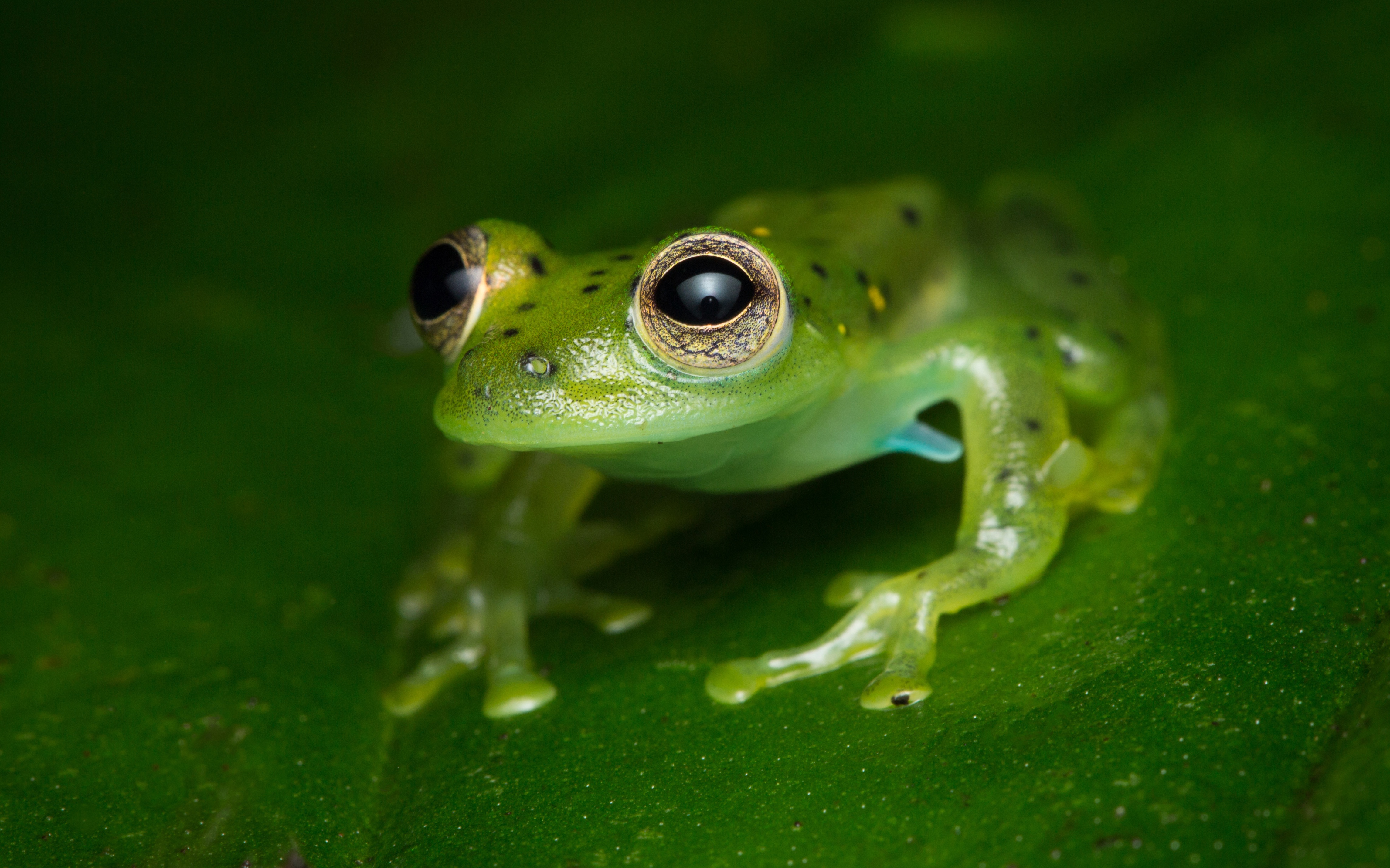 Frog. Изумрудная лягушка. Лягушка Роберта. Камерон лягушка. Гекконовая лягушка Centrolene Ilex.