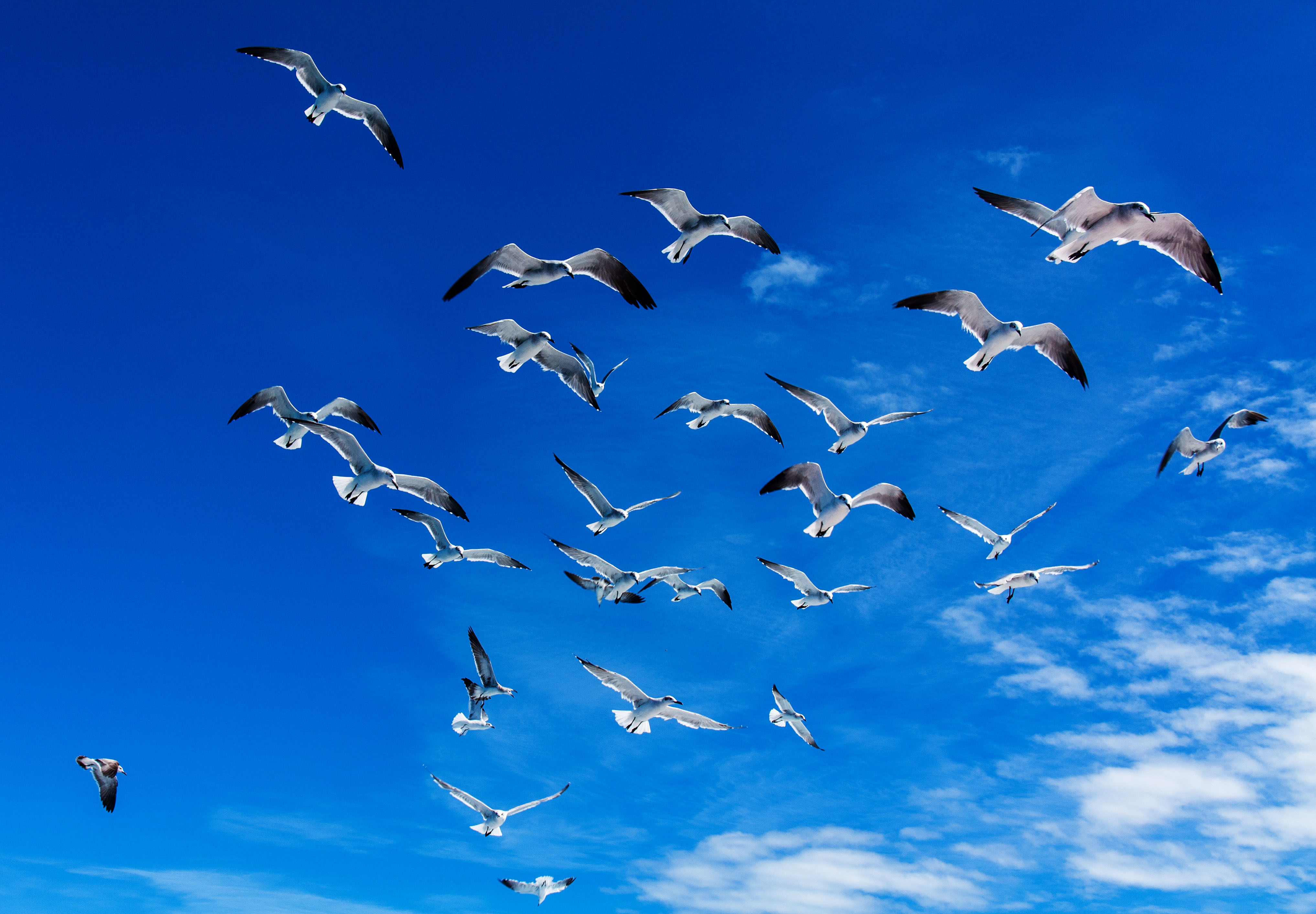 Летящие красивые птицы летящие. Птицы в небе. Птица в полете. Стая птиц. Птицы улетают.