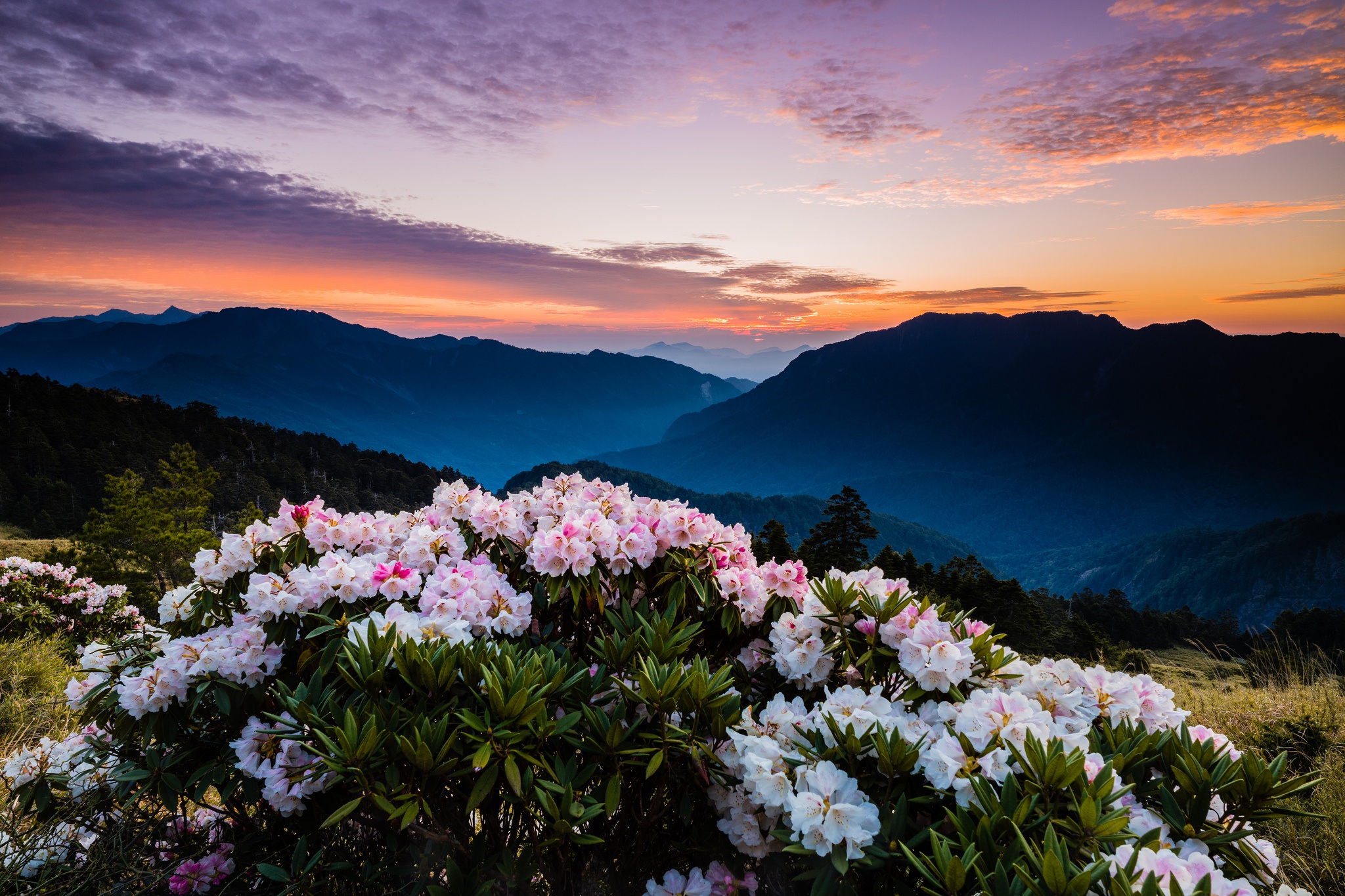 Mountain flower. Сикким рододендрон. Рододендрон Тибет. Тхач рододендроны. Рододендрон Гималаи.