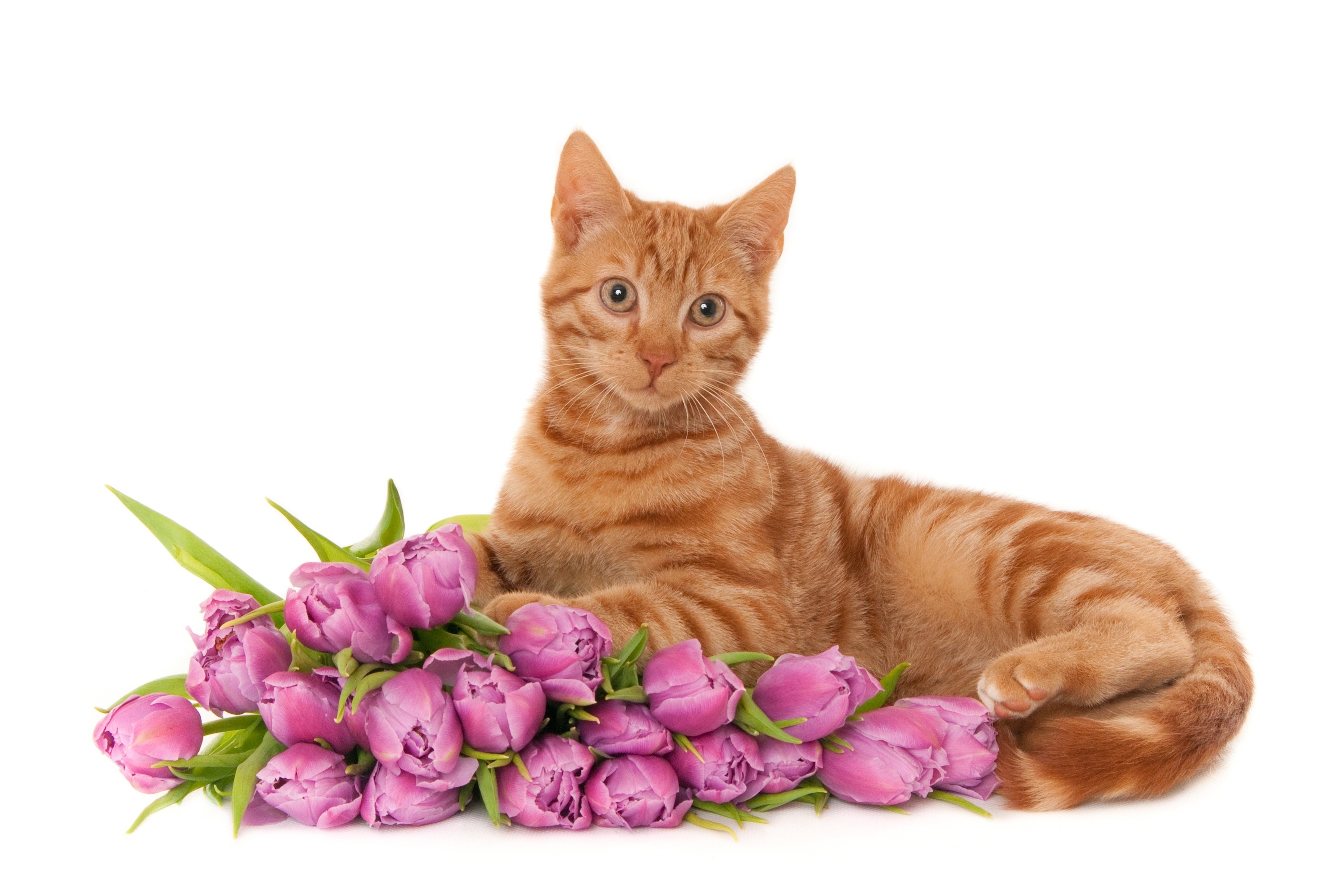 Котик с цветами