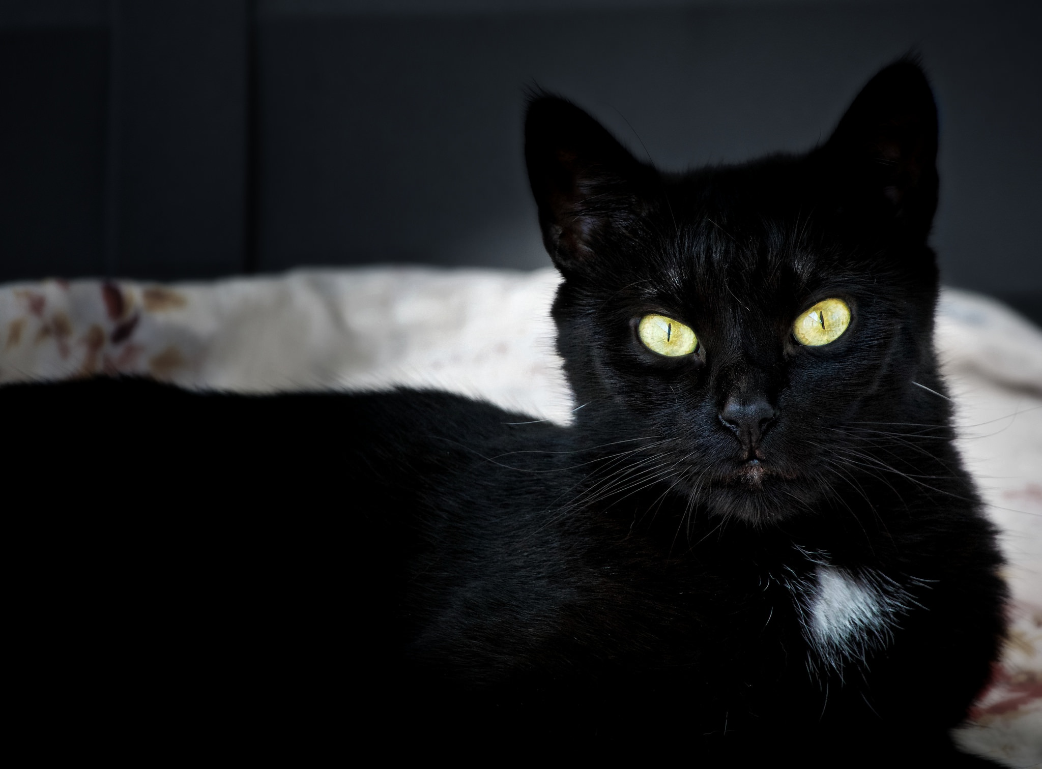 Черные кошки 10. Бомбейская кошка. Чёрный кот. Красивый черный кот. Красивая черная кошка.