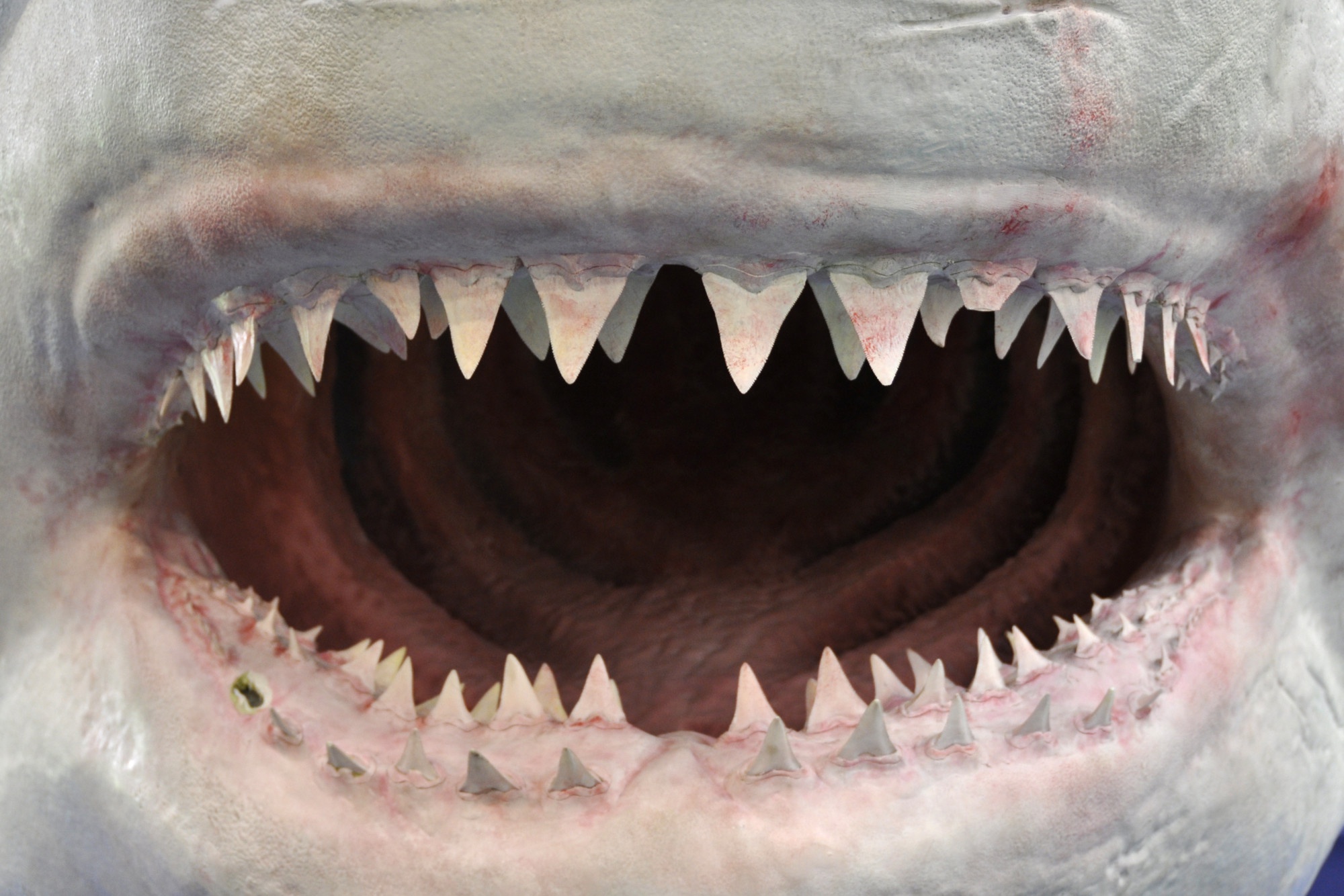 Зубы кошки и зубы акулы. Зуб акулы МЕГАЛОДОН. Кархародон МЕГАЛОДОН.