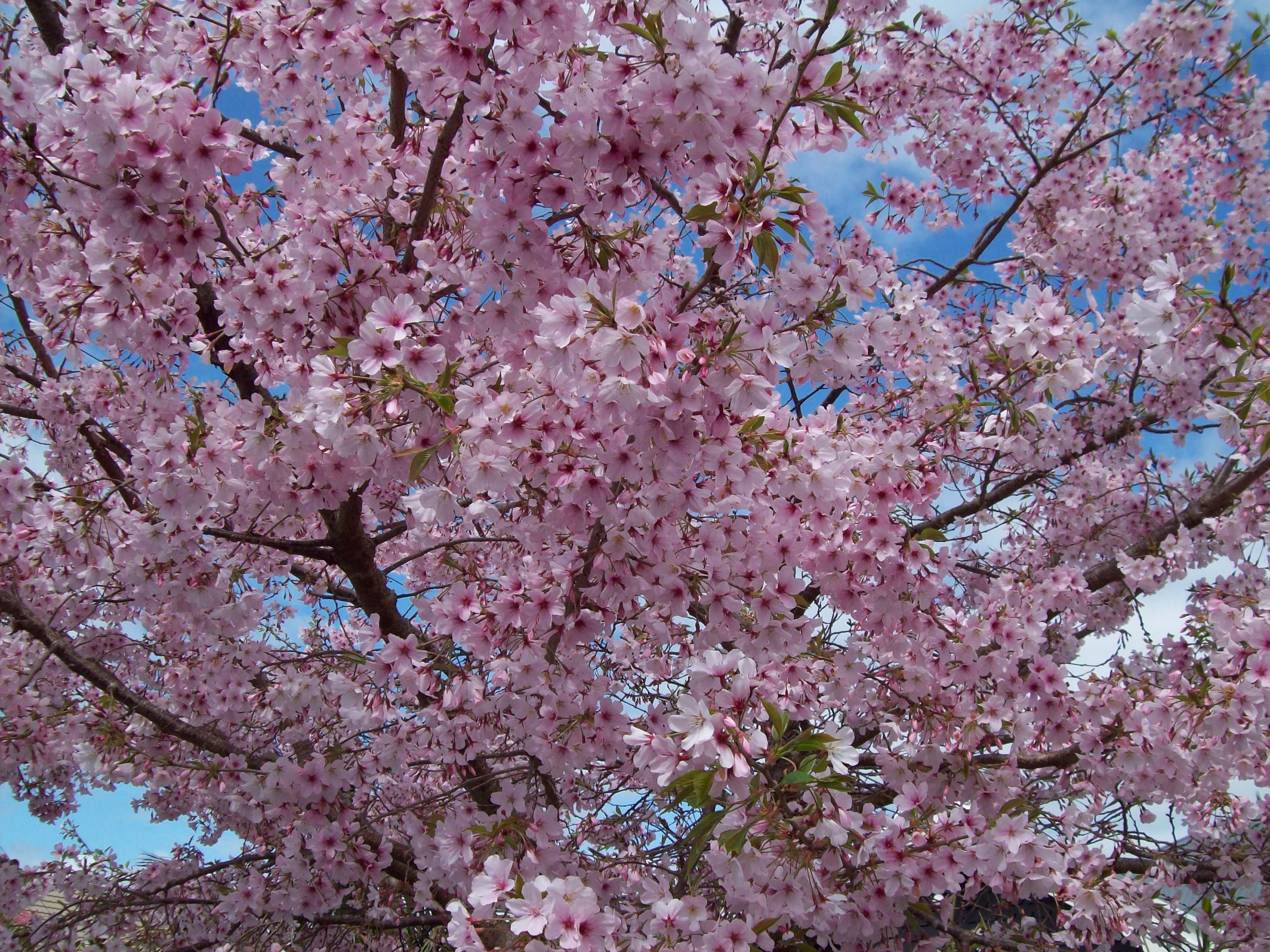 1 зацвели деревья. Цветущее дерево. Весеннее дерево. Цветение деревьев. Весенние цветущие деревья.