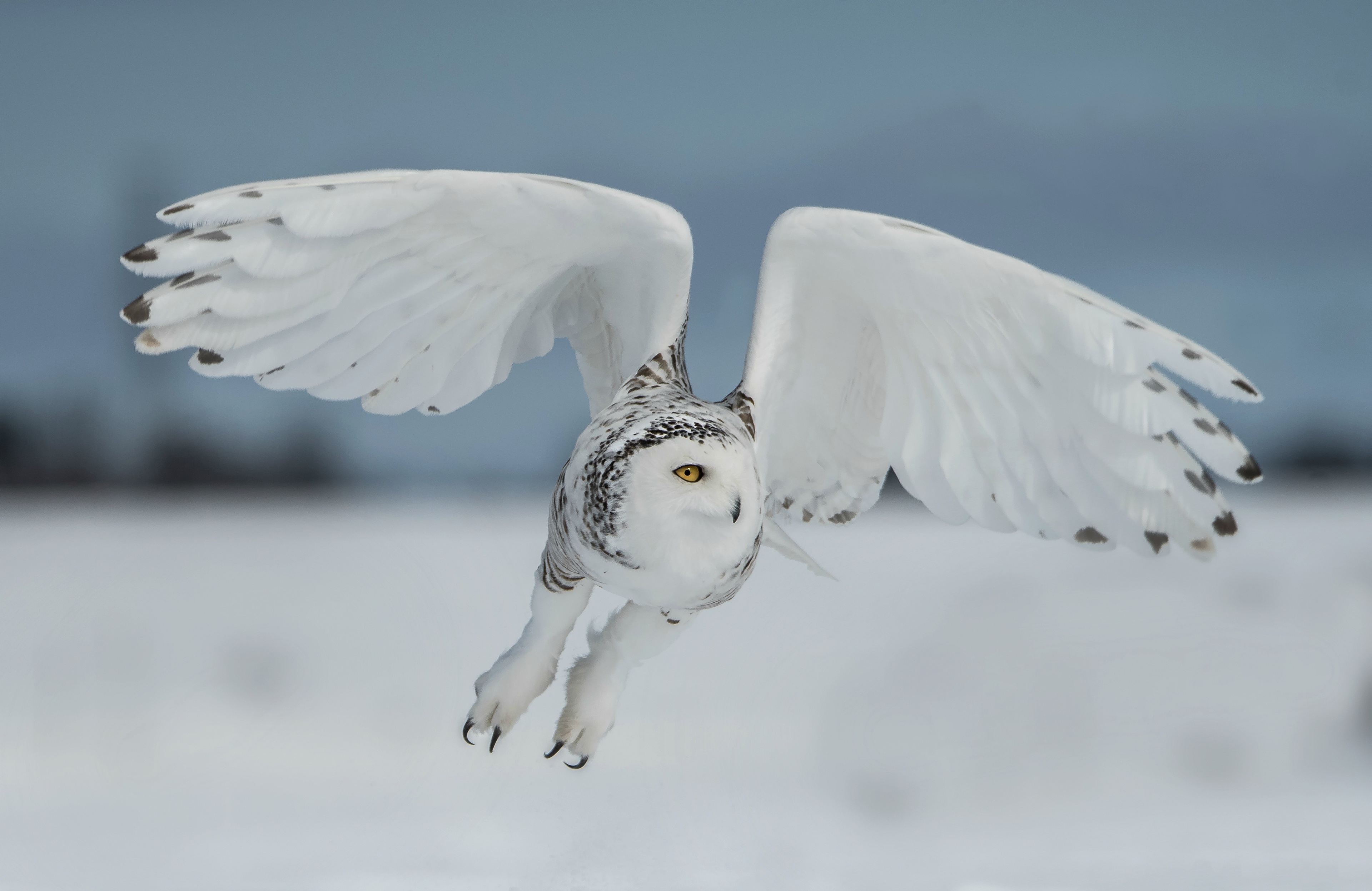 Snow flight. Совы Полярные. Сова Полярная белая. Полярные Совы референсы. Полярная Сова птица.