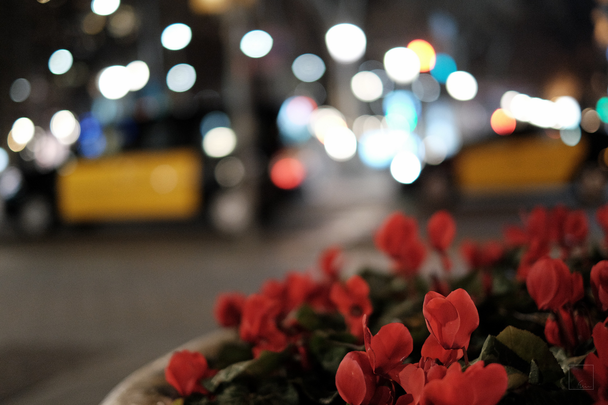Street of flowers. Цветы на фоне города. Цветы боке. Цветы на улице. Цветы на улице ночью.