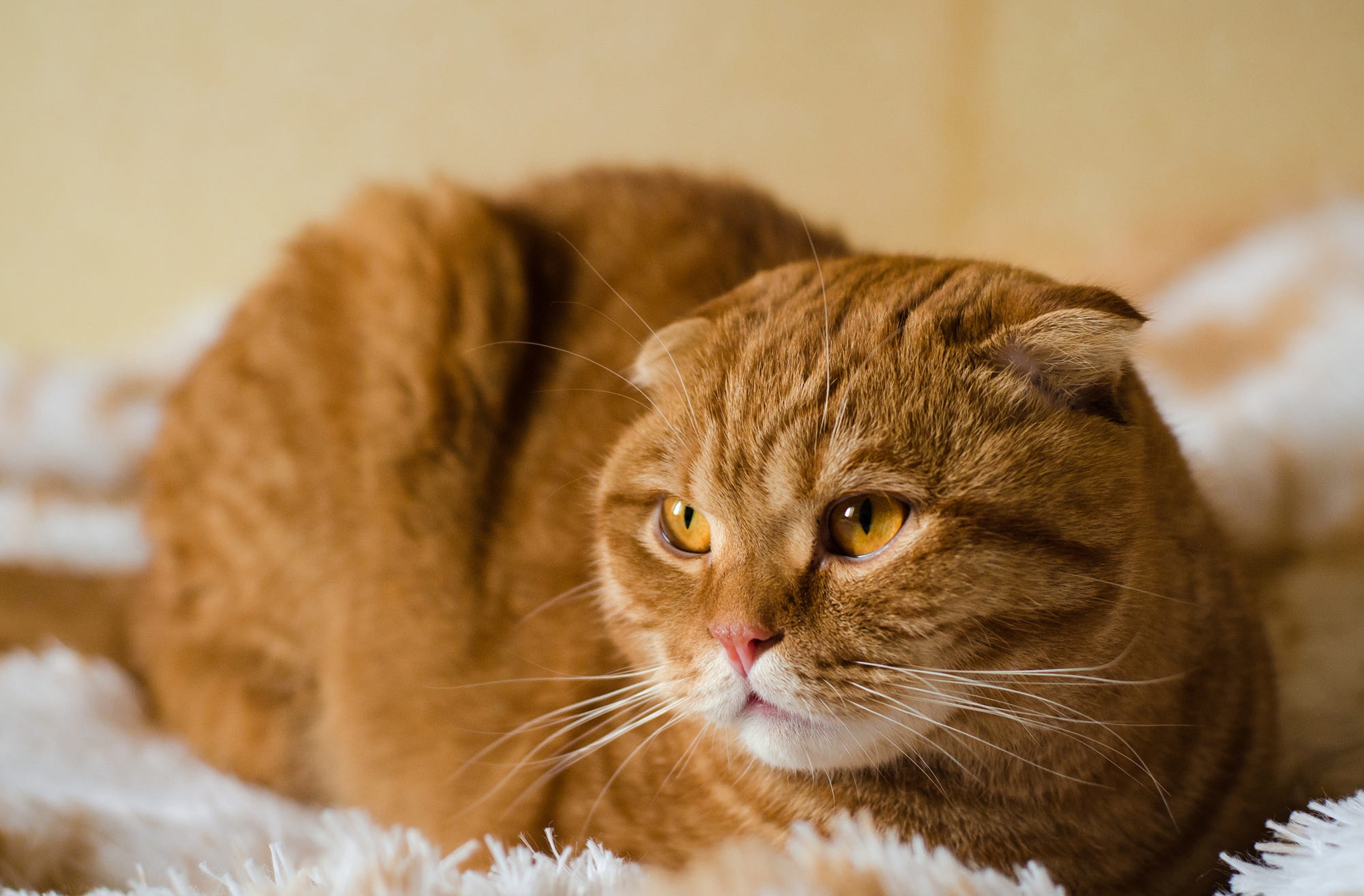 Рыжий шотландский кот