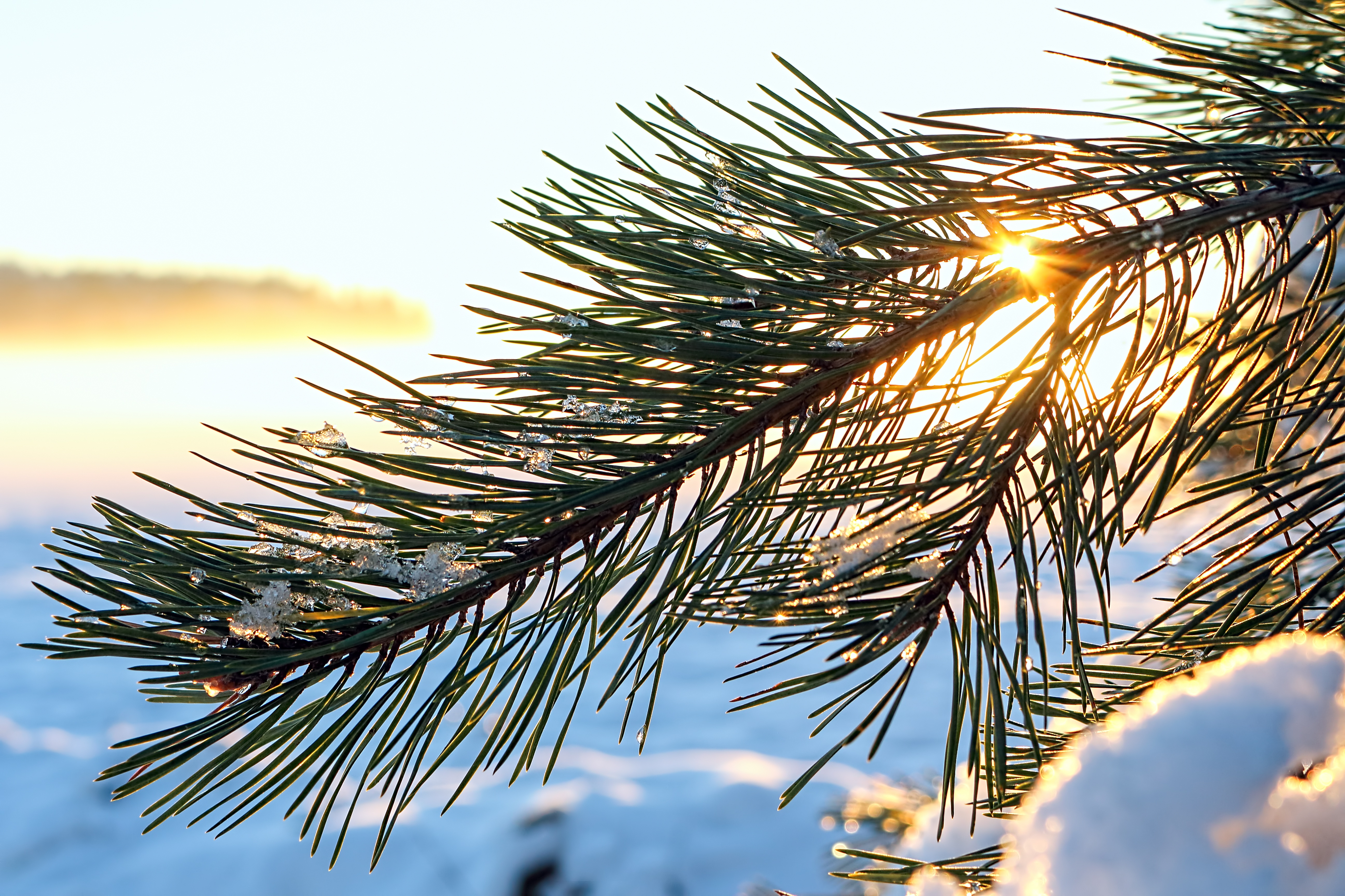 Ветка хвоя сосны. Сосна обыкновенная Pinus. Зима иглы хвоя сосна. Сосновые иглы. Ветка сосны.