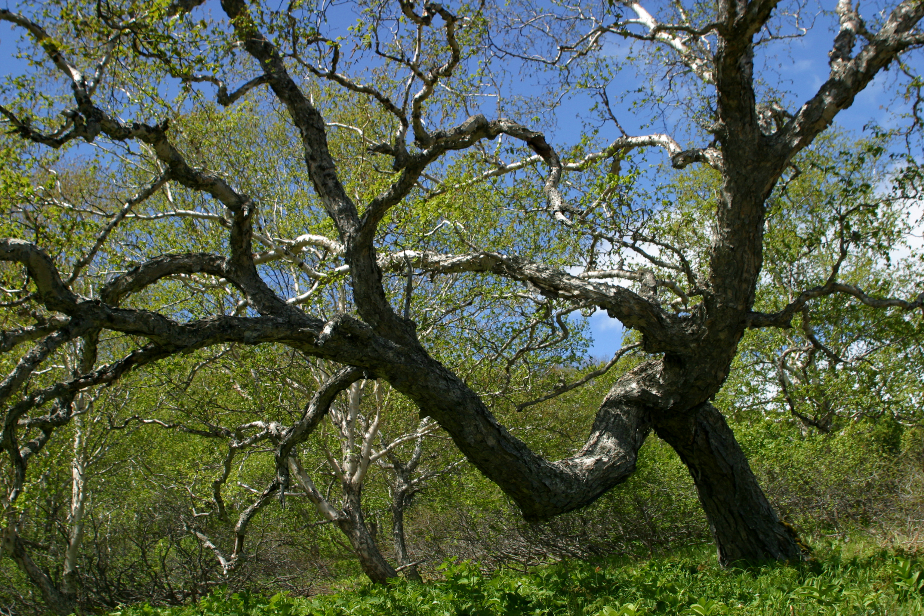 ленточные деревья фото