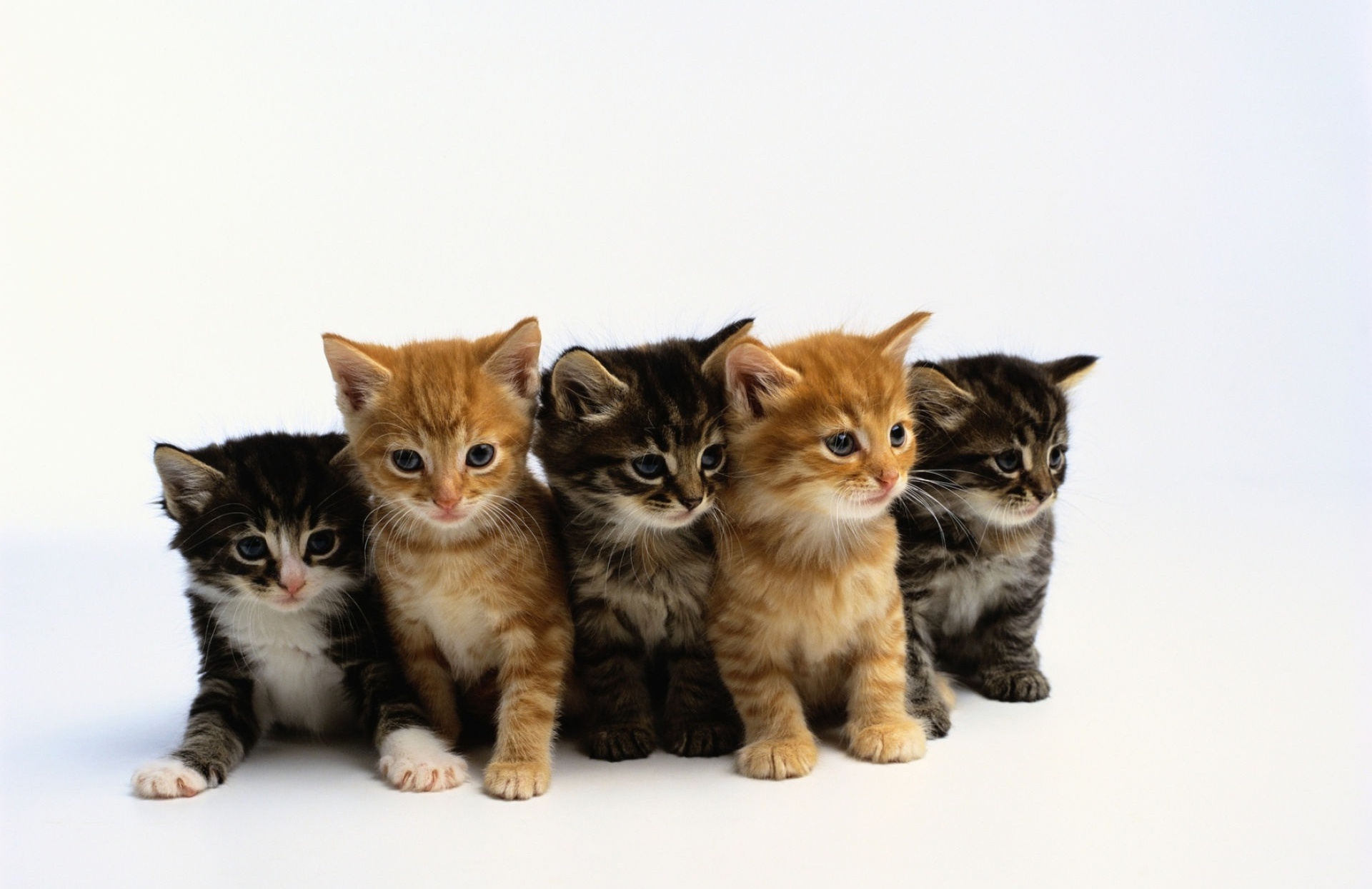 У маши живут 5 котят. Пять котят. Много котят. Котята разных цветов. Несколько кошек.