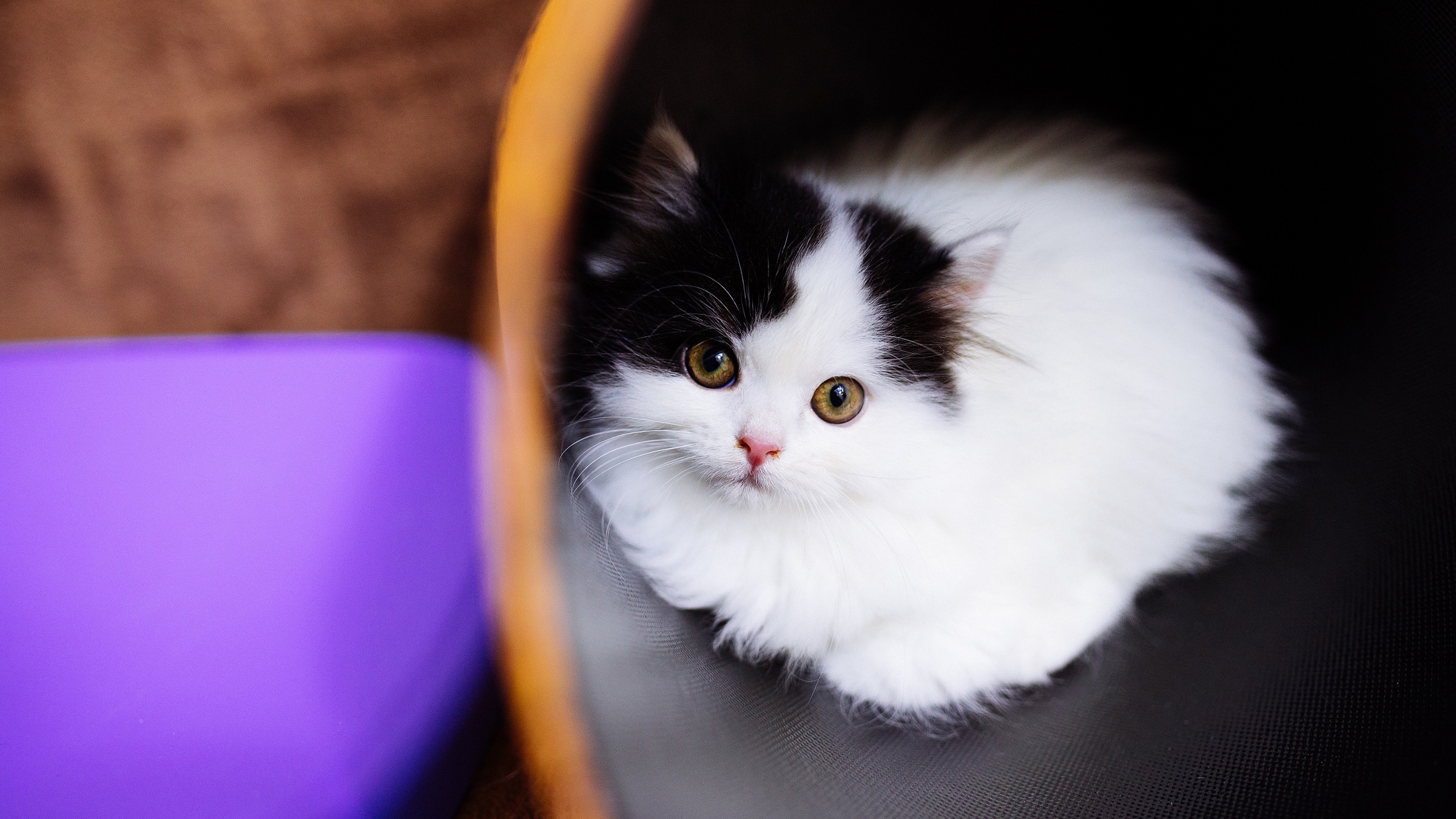 Маленький черный белый котенок. Пушистый кот. Пушистая кошка. Маленькие котята пушистые. Котята черно белые пушистые.