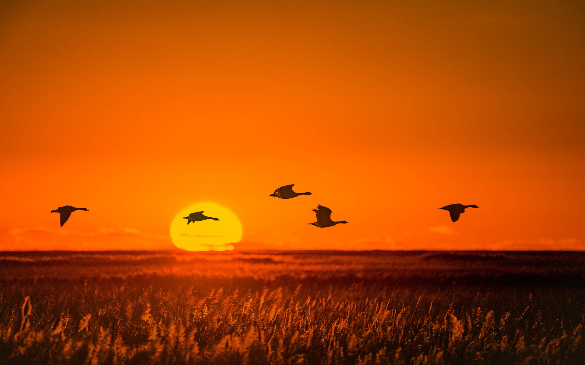 Журавли летят над полем. Птицы на рассвете. Птицы улетают. Закат солнца и птицы. Птицы на Восходе солнца.