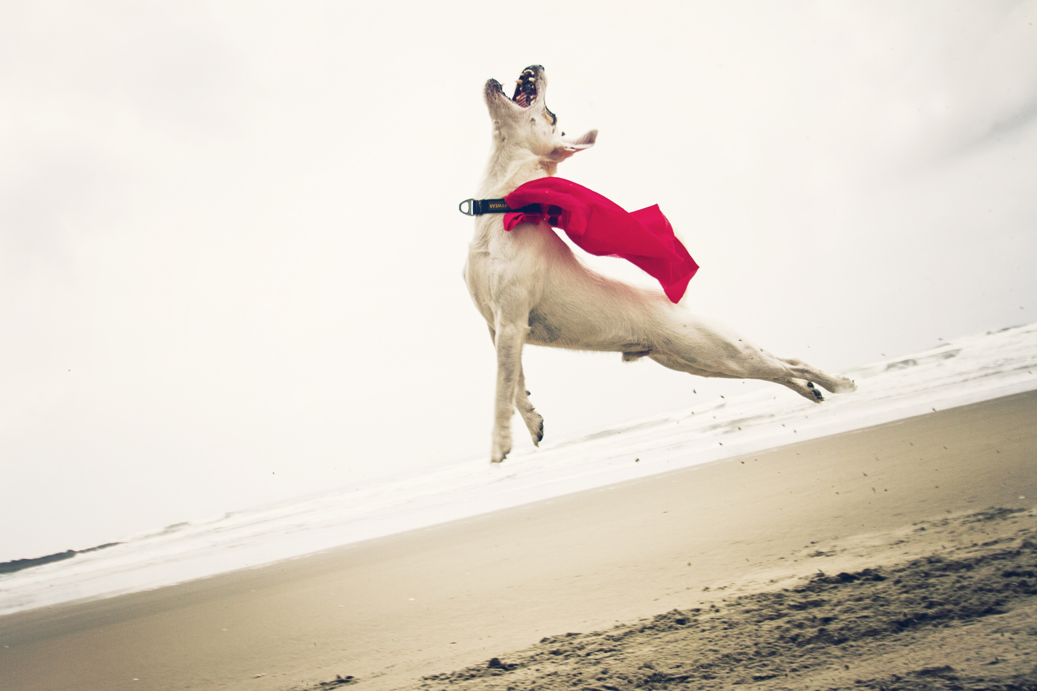 My dog can jump. Собака в прыжке. Радостная собака. Собака в полете. Собака в воздухе.