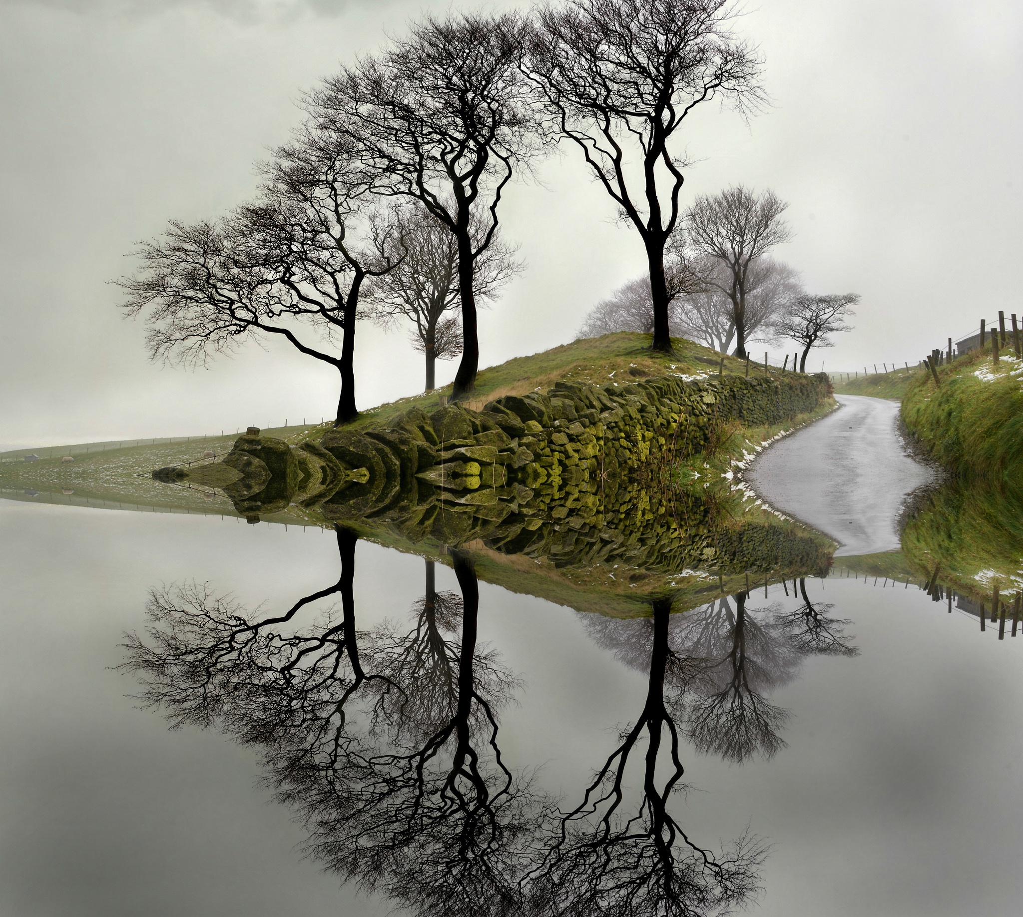 Формы природы. Отражение деревьев в воде. Дерево отражение. Деревья отражаются в воде. Искаженное отражение в воде.