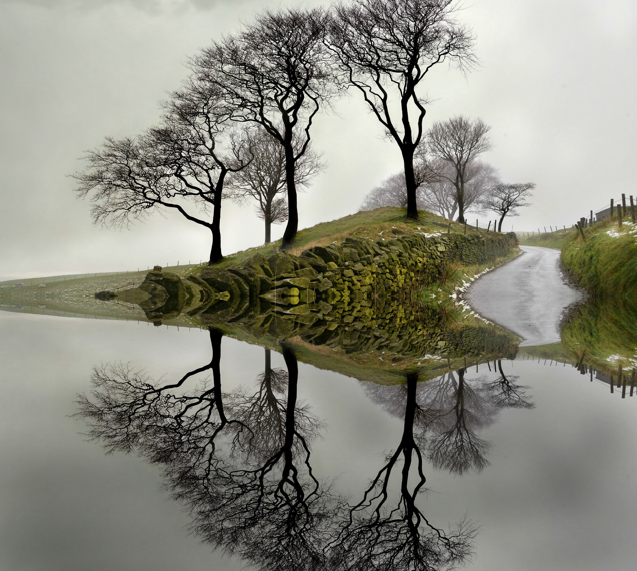 Water tree. Отражение деревьев в воде. Дерево отражение. Деревья отражаются в воде. Искаженное отражение в воде.