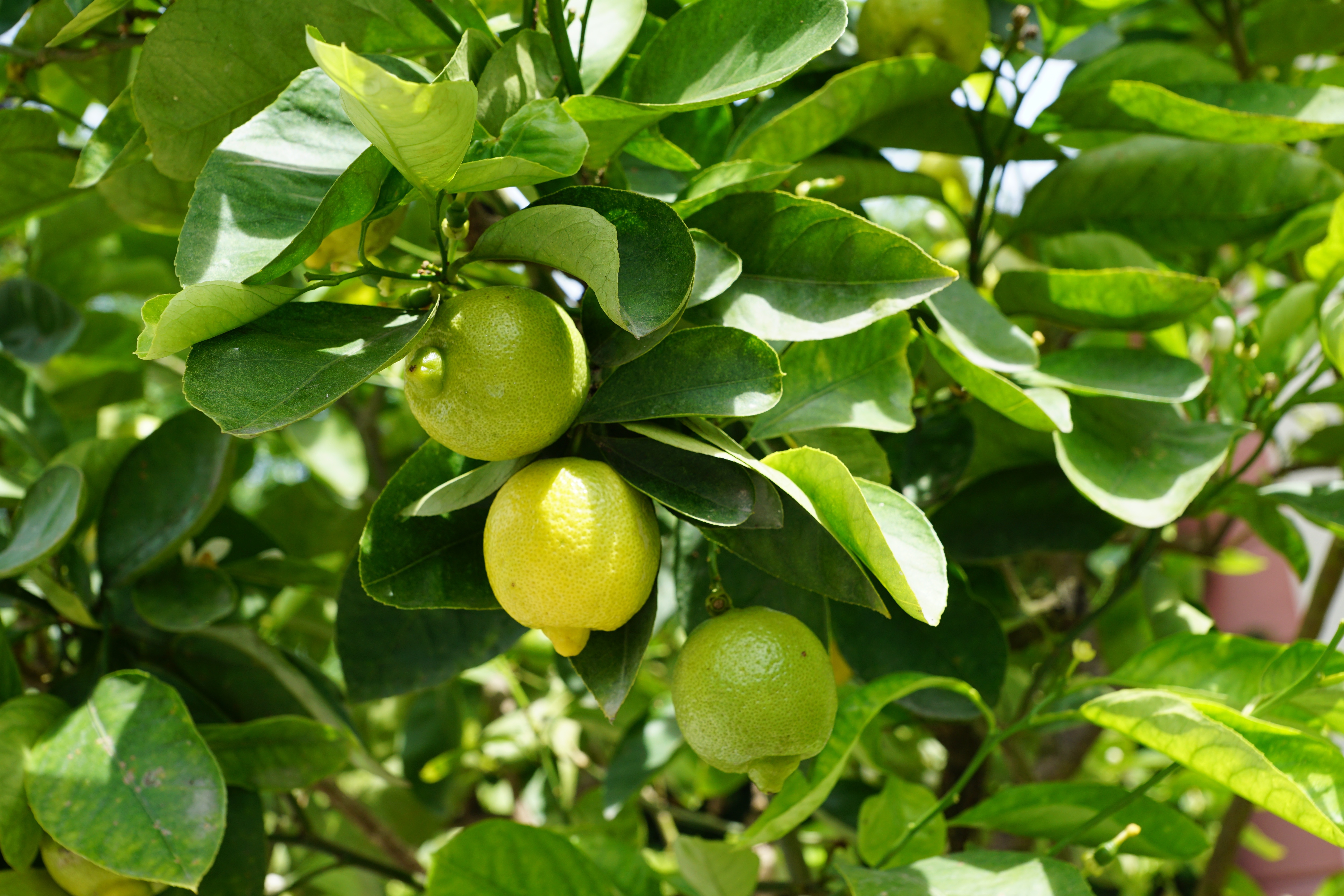 Лимонное дерево. Lemon Tree (лимонное дерево). Лайм палестинский. Понцирус, Цитрон. Citrus Limon 'крупноплодный.