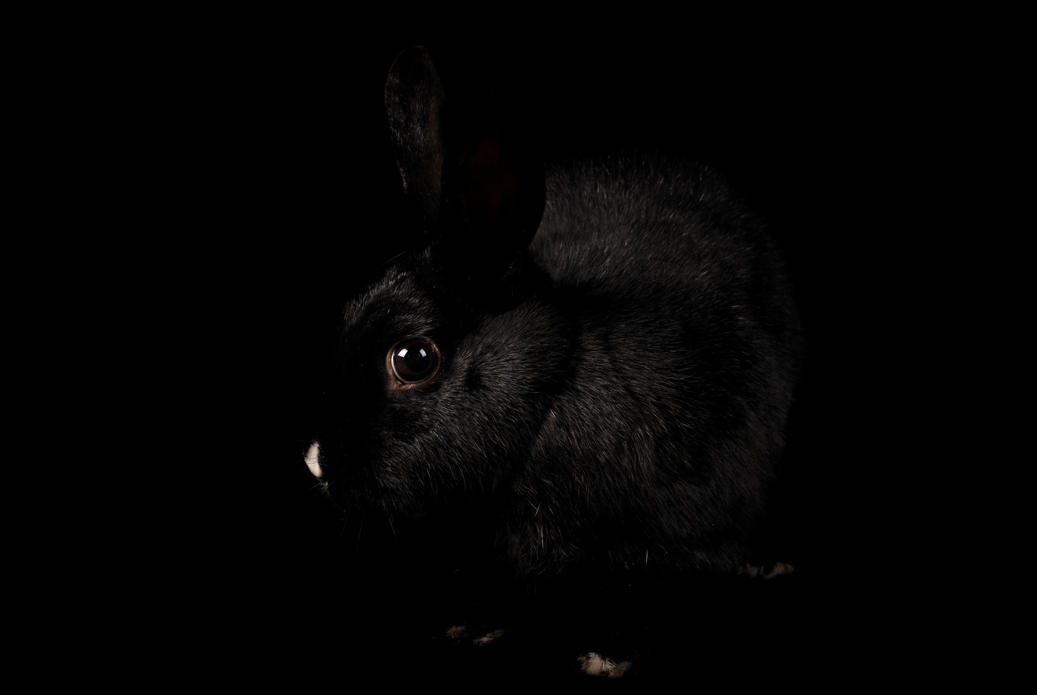 черный заяц фото