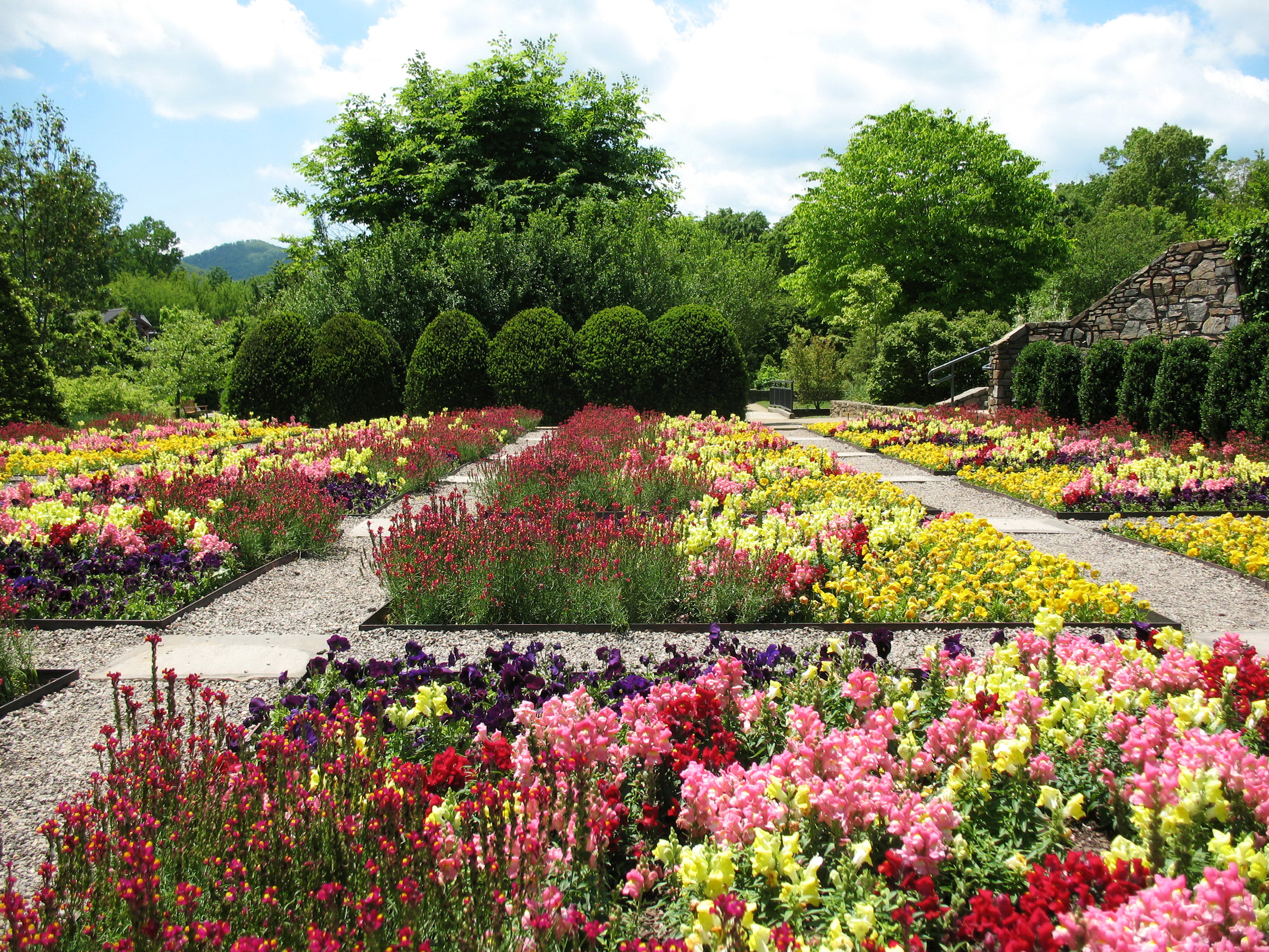 Flowers garden