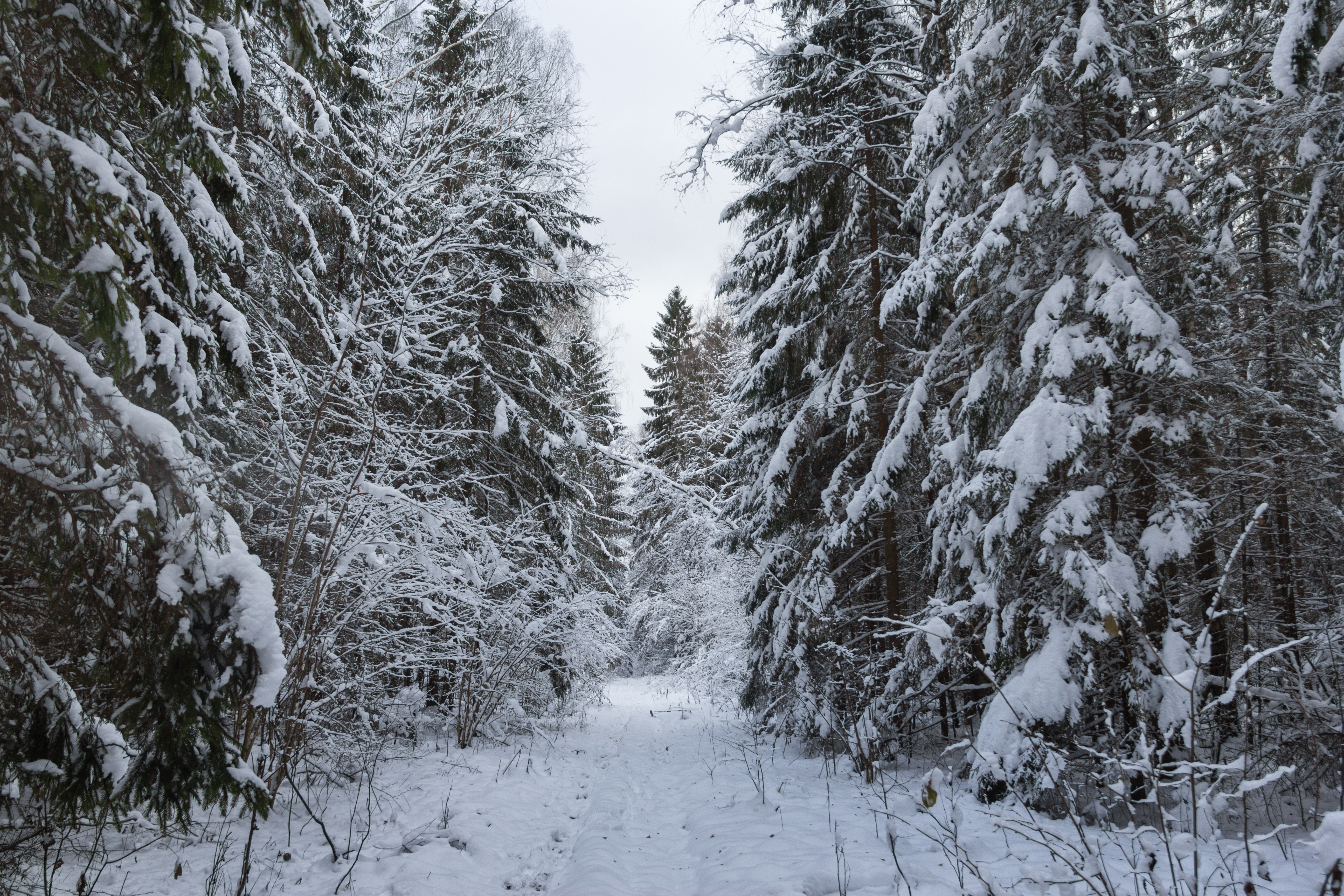 Снежок лесной. Зима в лесу. Тропинка в зимнем лесу. Зимой в лесу. Заснеженный лес.