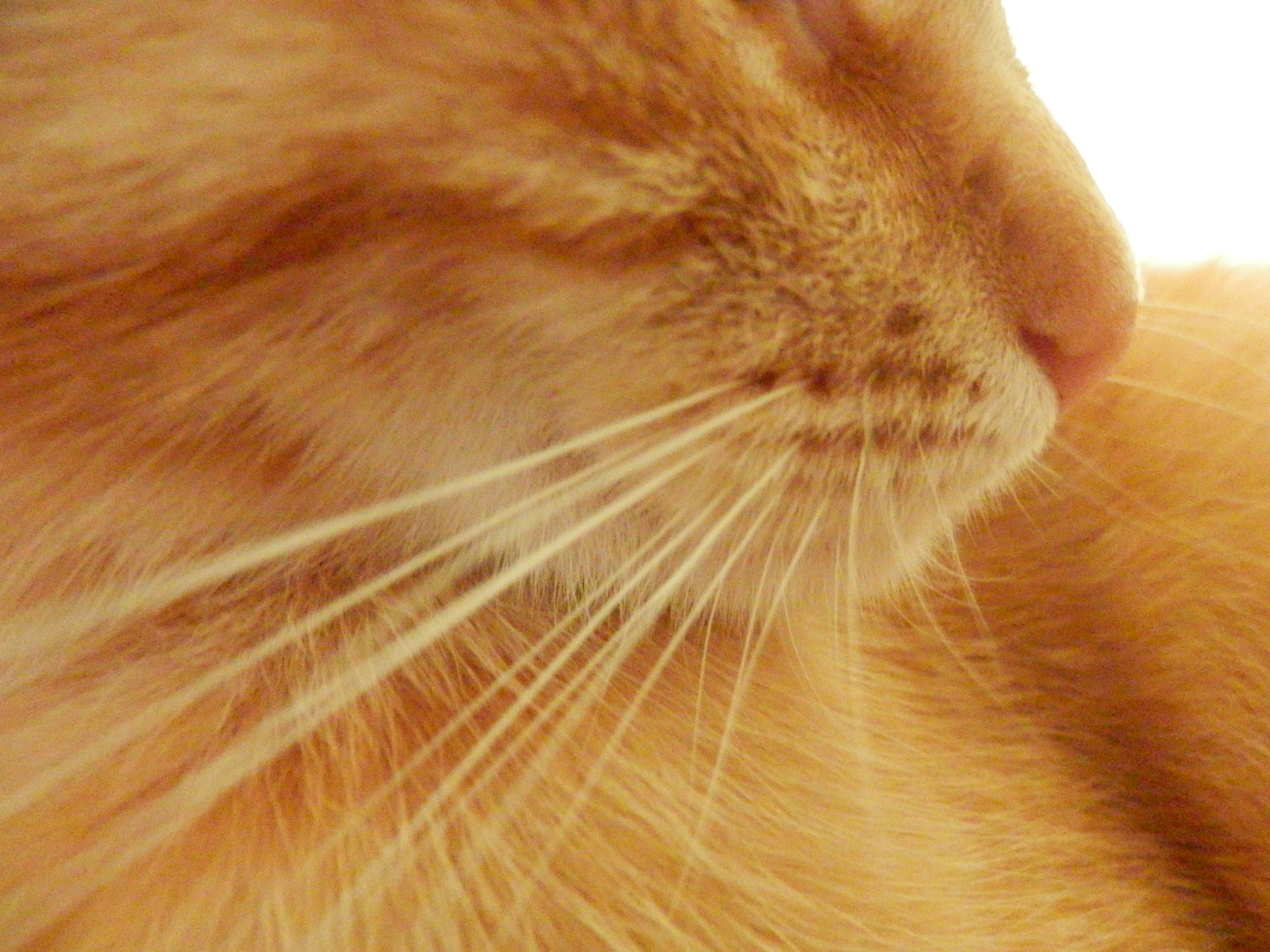 кот с рыжими усами. вибриссы у кошек. кошачий рыжий нос. смешной рыжий кот. рыжий кот.