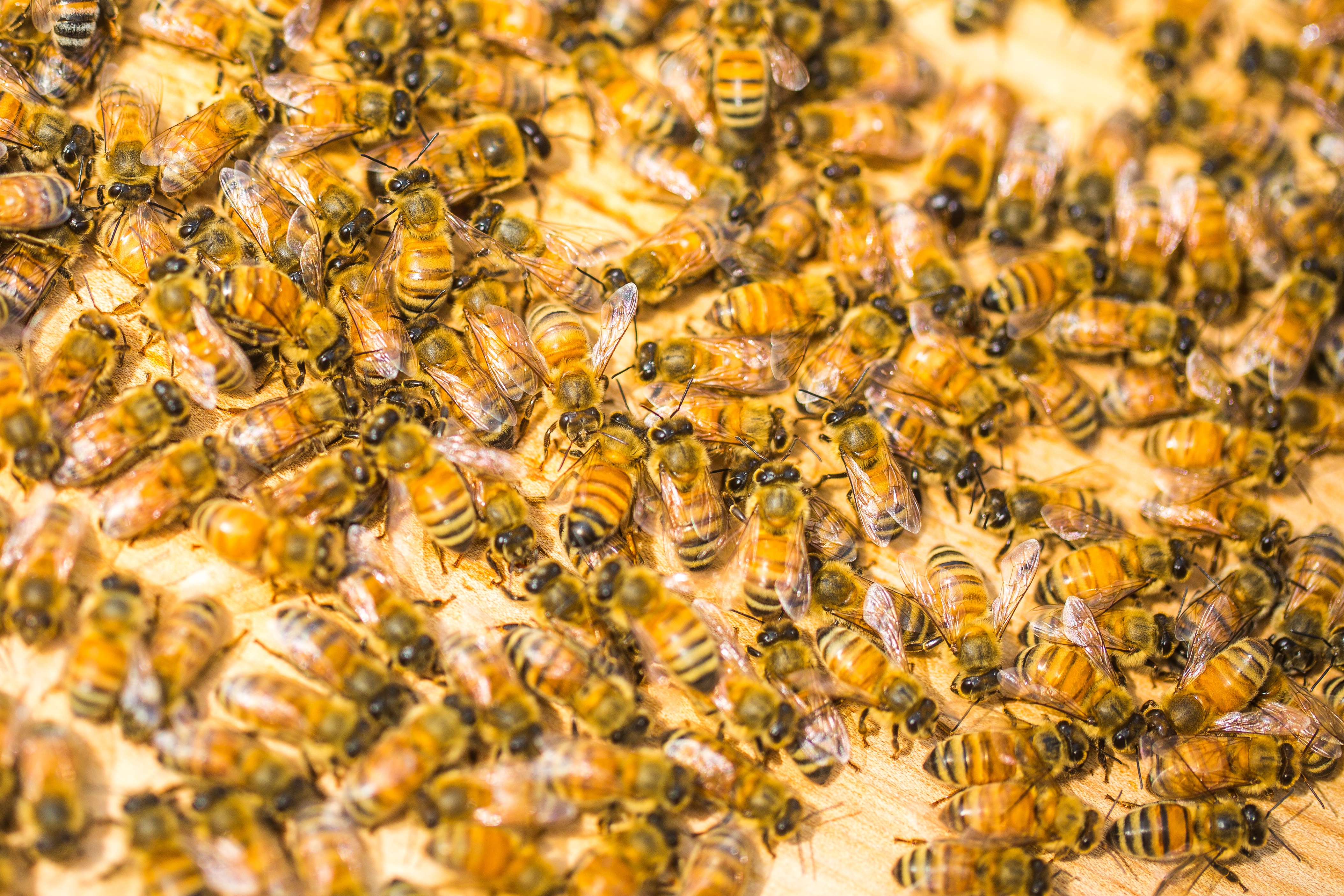 Пчела сегодня. Пчела Карника. Много пчел. Стая пчел. Пчела Живая.