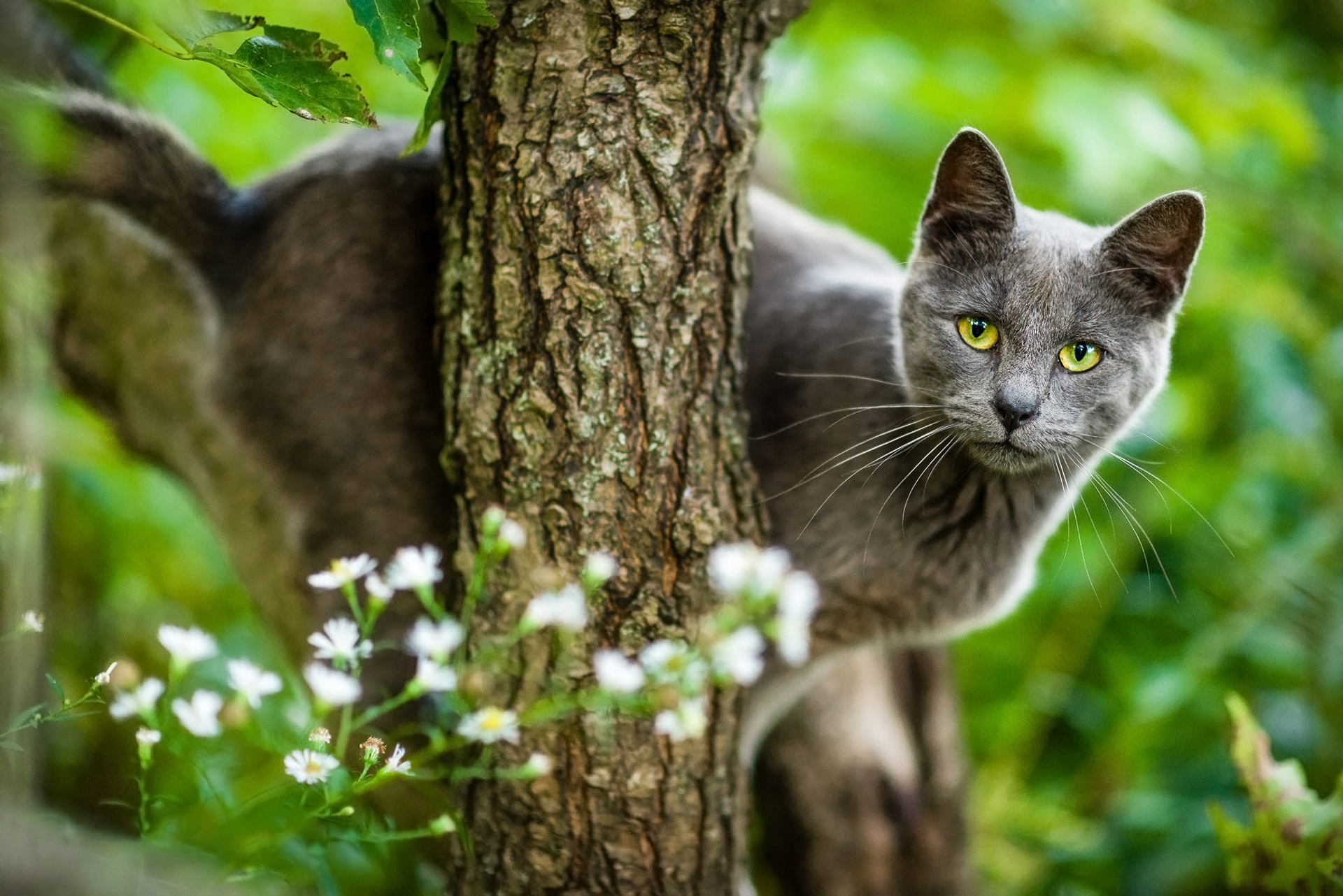 Фото котиков на зеленом фоне. Серая кошка с зелеными глазами. Серая кошка в лесу. Кошка лето. Красивая кошка в лесу.