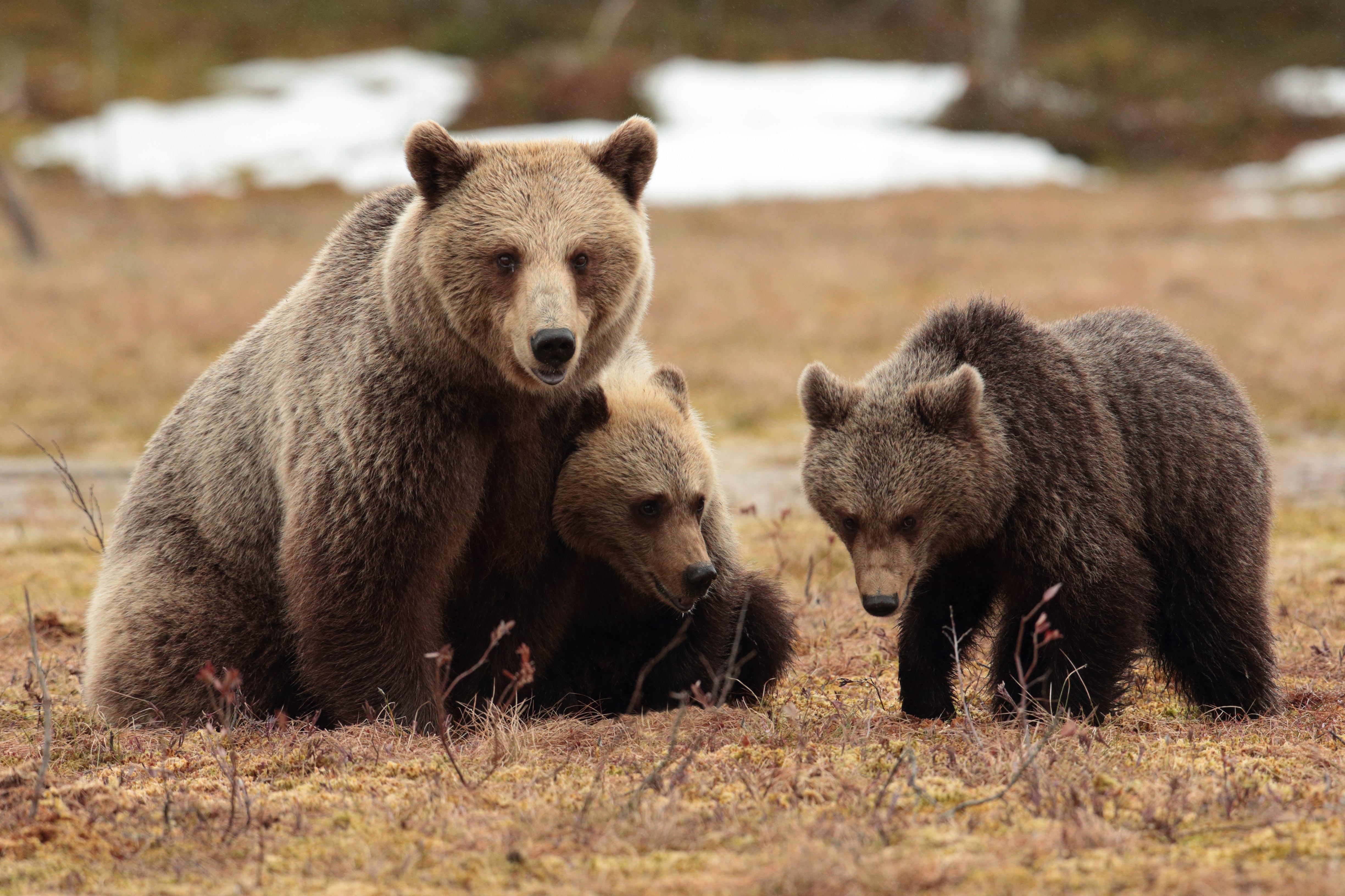 Ч бурый медведь. Бурый медведь с медвежатами. Медведь Гризли с медвежатами. Бурая Медведица с медвежатами. Медведь с медвежонком.