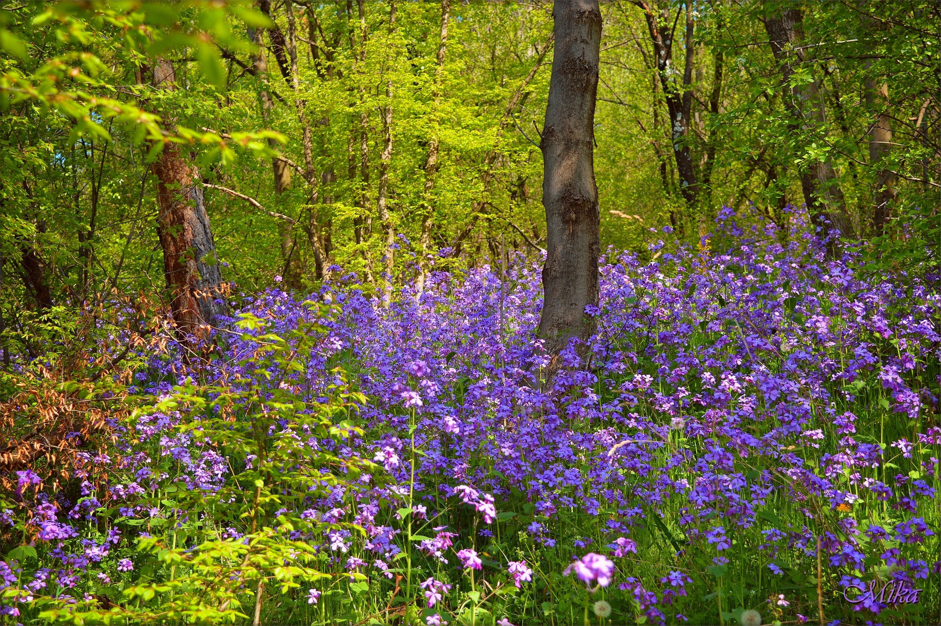 Картинка цветы в лесу. Журавинка Лесные цветы. Лесные цветы Самура. Лесные первоцветы Подмосковья. Лесной цвет.