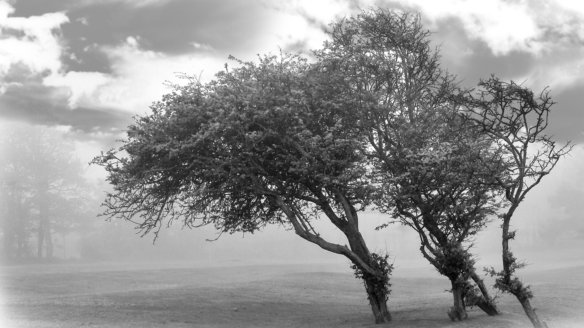 White tree. Дерево черно белое. Дерево ч/б. Дерево черное белое. Красивое дерево черно белое.