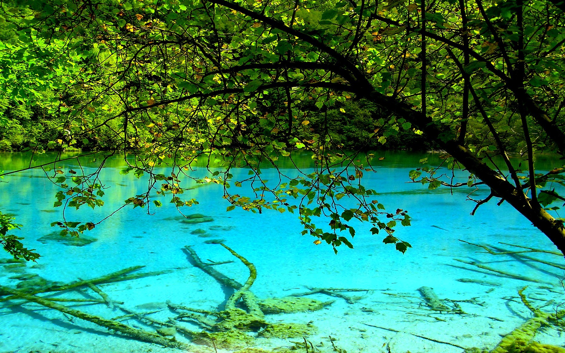 В прозрачной воде снуют. Прозрачная вода. Природа прозрачная вода. Прозрачное озеро. Озеро под водой.