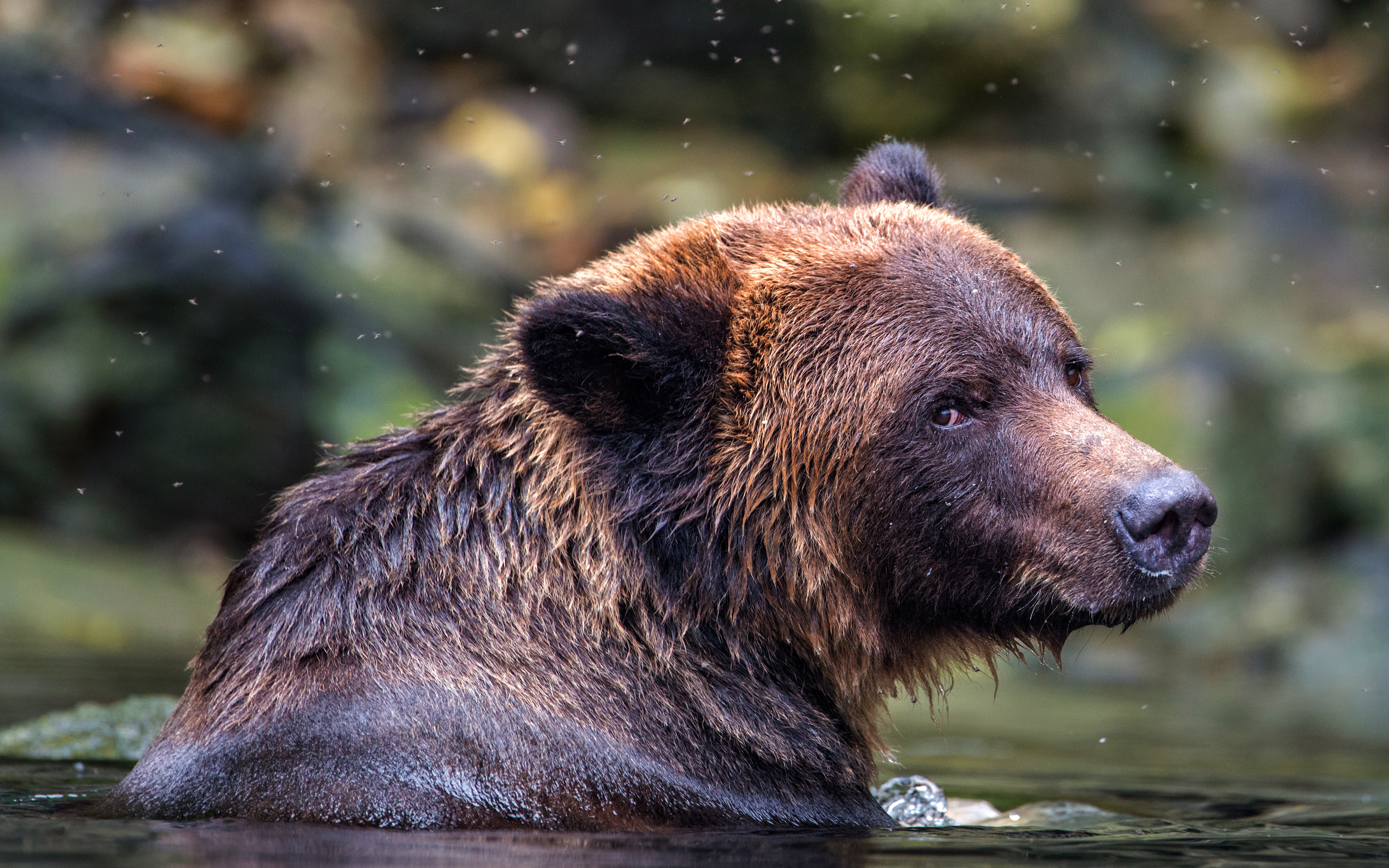 Медведь гризли фото. Медведь Гризли. Медведь Гризли морда. Бурый медведь. Дикая природа медведи Гризли.