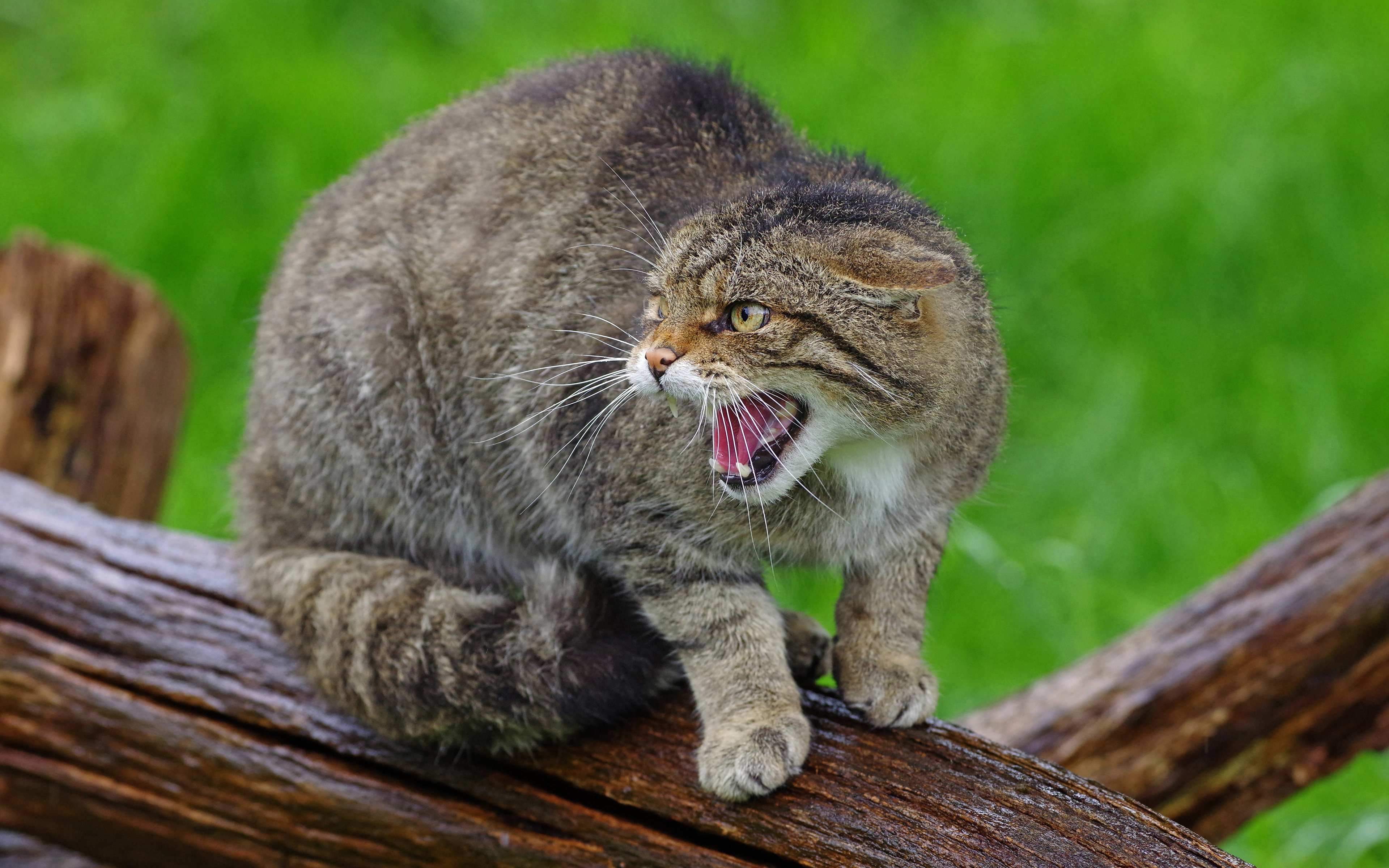 Дикий кипишь. Европейский Лесной кот камышовый. Кавказский дикий Лесной кот. Шотландская Лесная кошка. Амурский Лесной кот.