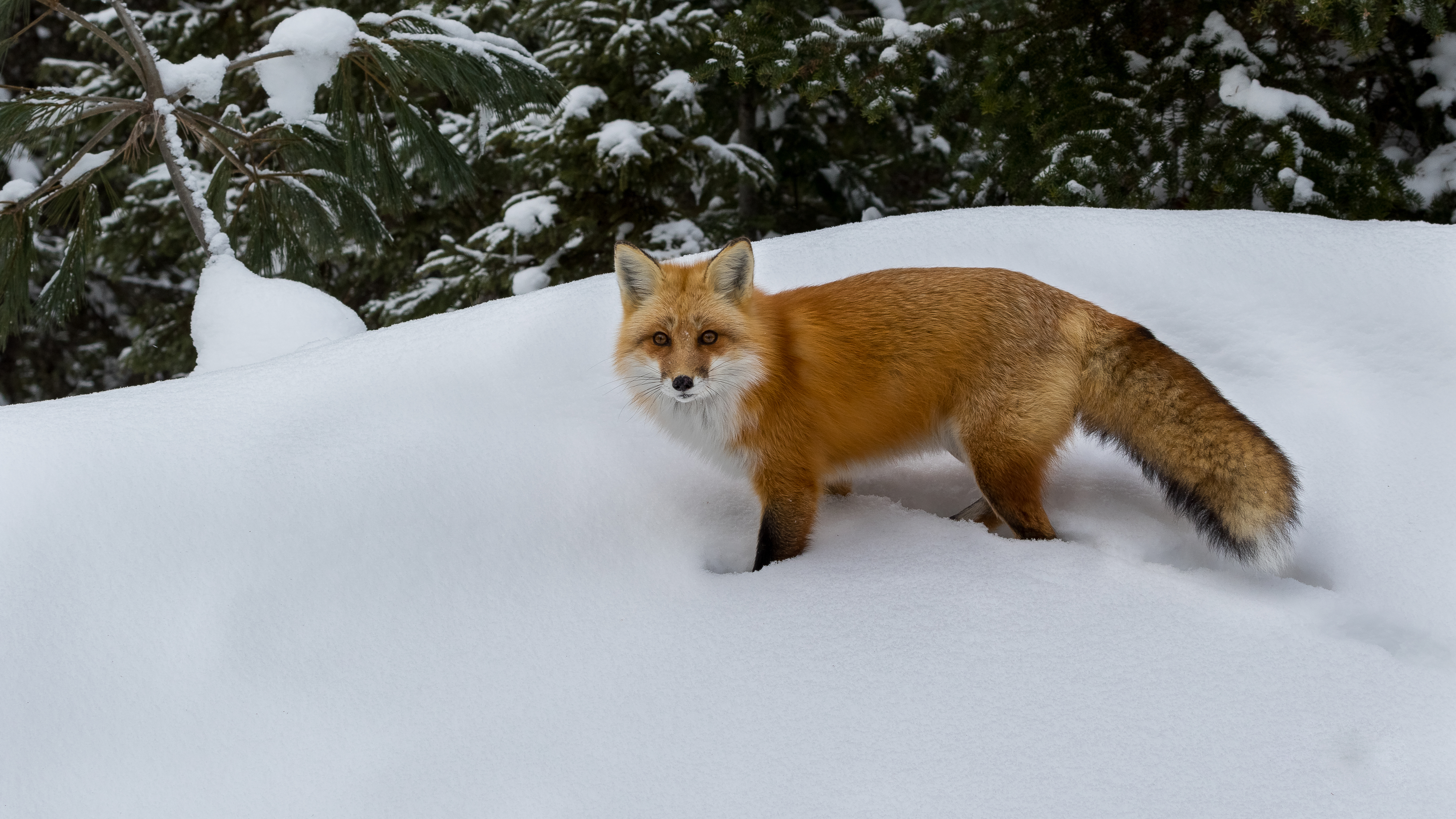 Snow fox. Лиса. Фото лисы. Лиса зима. Лисица зимой.