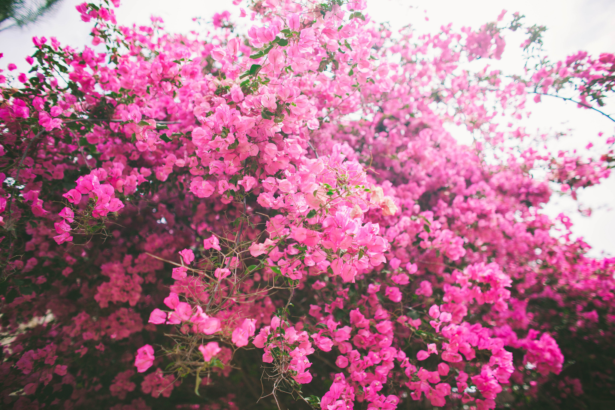 Кустарник цветет розовыми цветами фото. Розовые цветы. Цветы кусты. Розовый кустарник. Кустарник с розовыми цветами.