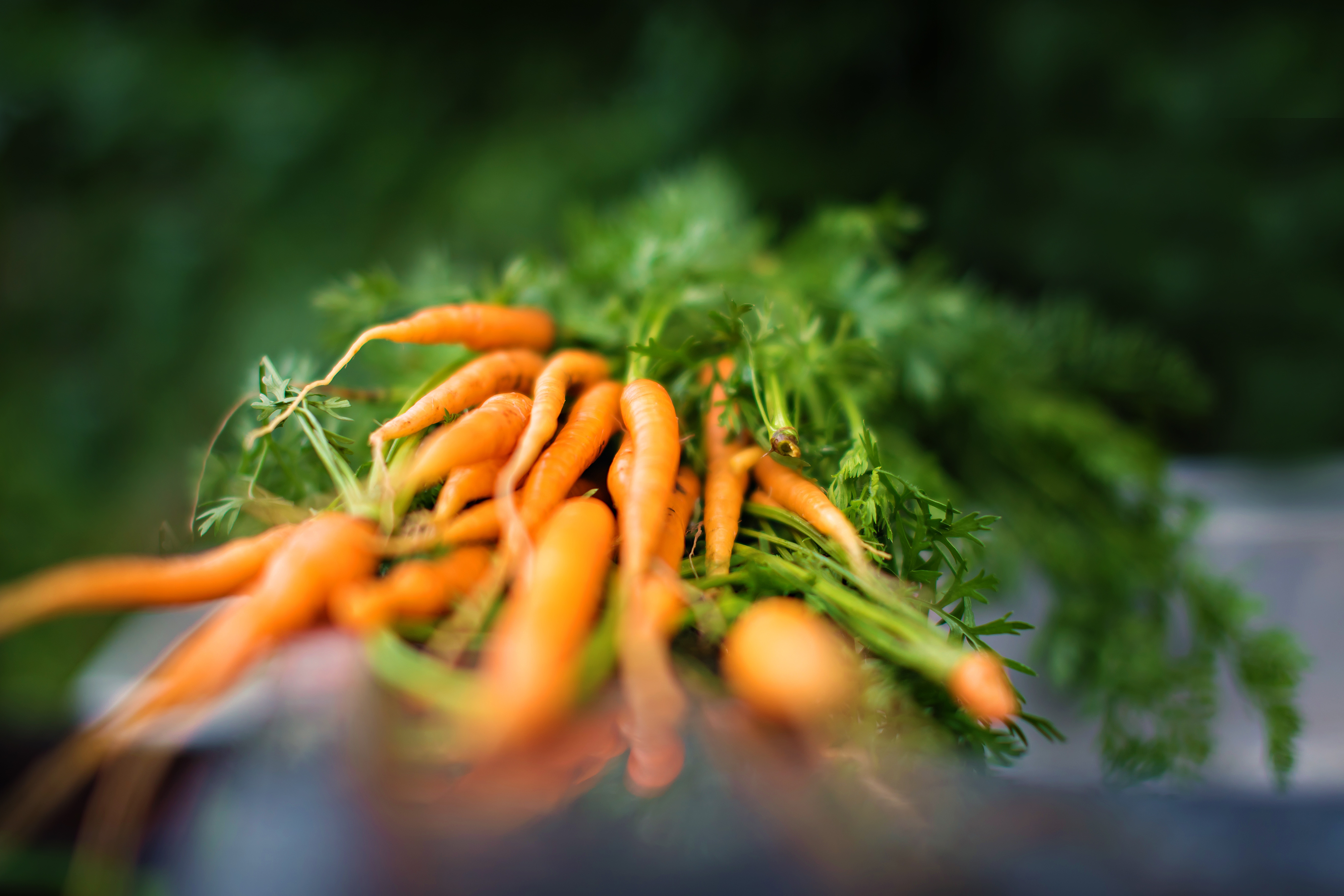 Морковь является растением. Морковь. Морковь на грядке. Морковь фон. Поле моркови.