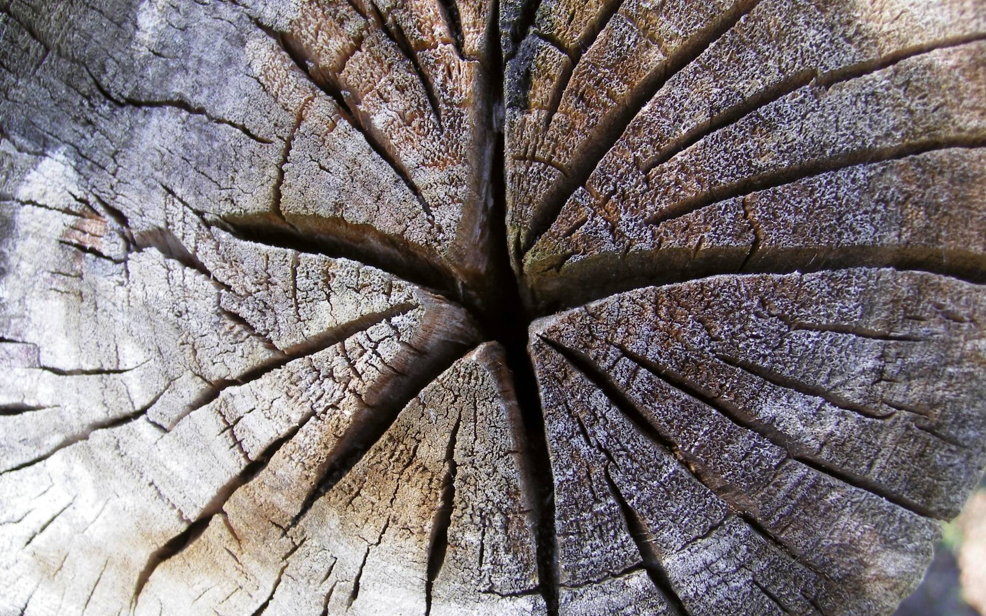 Трещина 4 буквы. Трещина в дереве. Трещины древесины. Потрескавшаяся древесина. Щель в дереве.