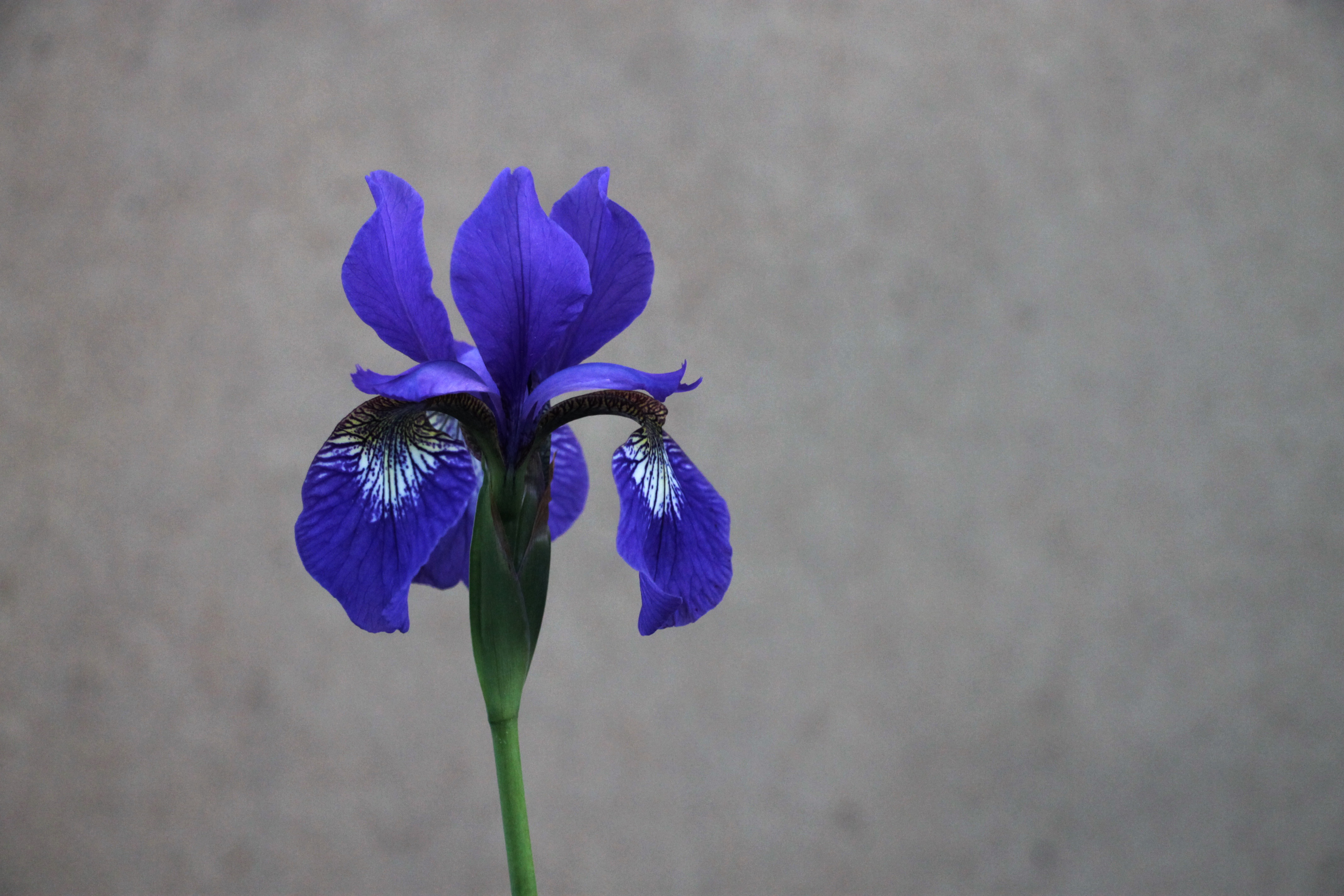 Ирис сибирский сара тиффани. Ирис соцветие. Ирис фиолетовый обыкновенный. Ирис кантина. Касатик полевой ирис.