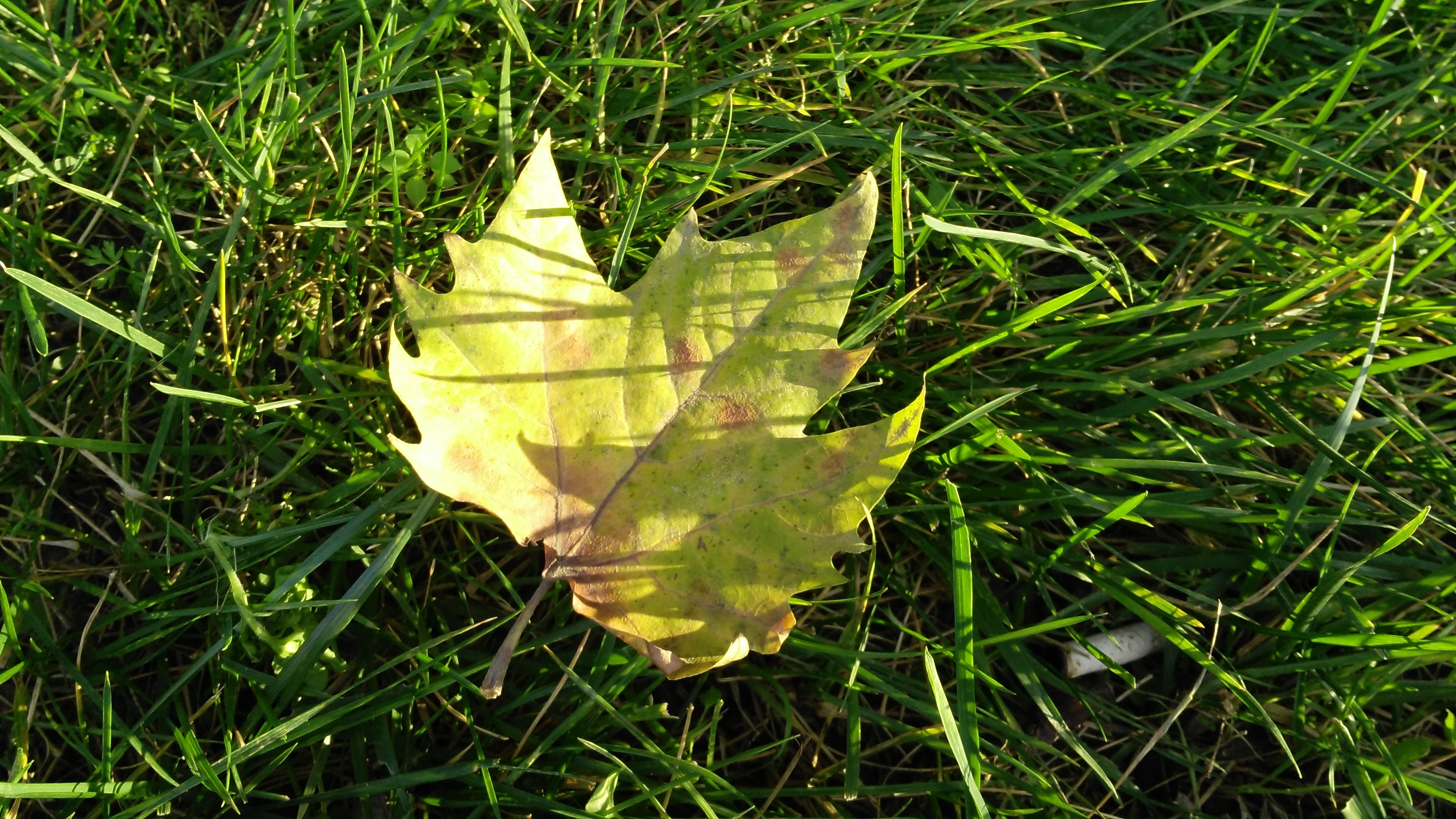 Легкий желтый лист. Кленовый лист зеленый. Листья на земле. Осенние листья на траве. Листья клена на траве.