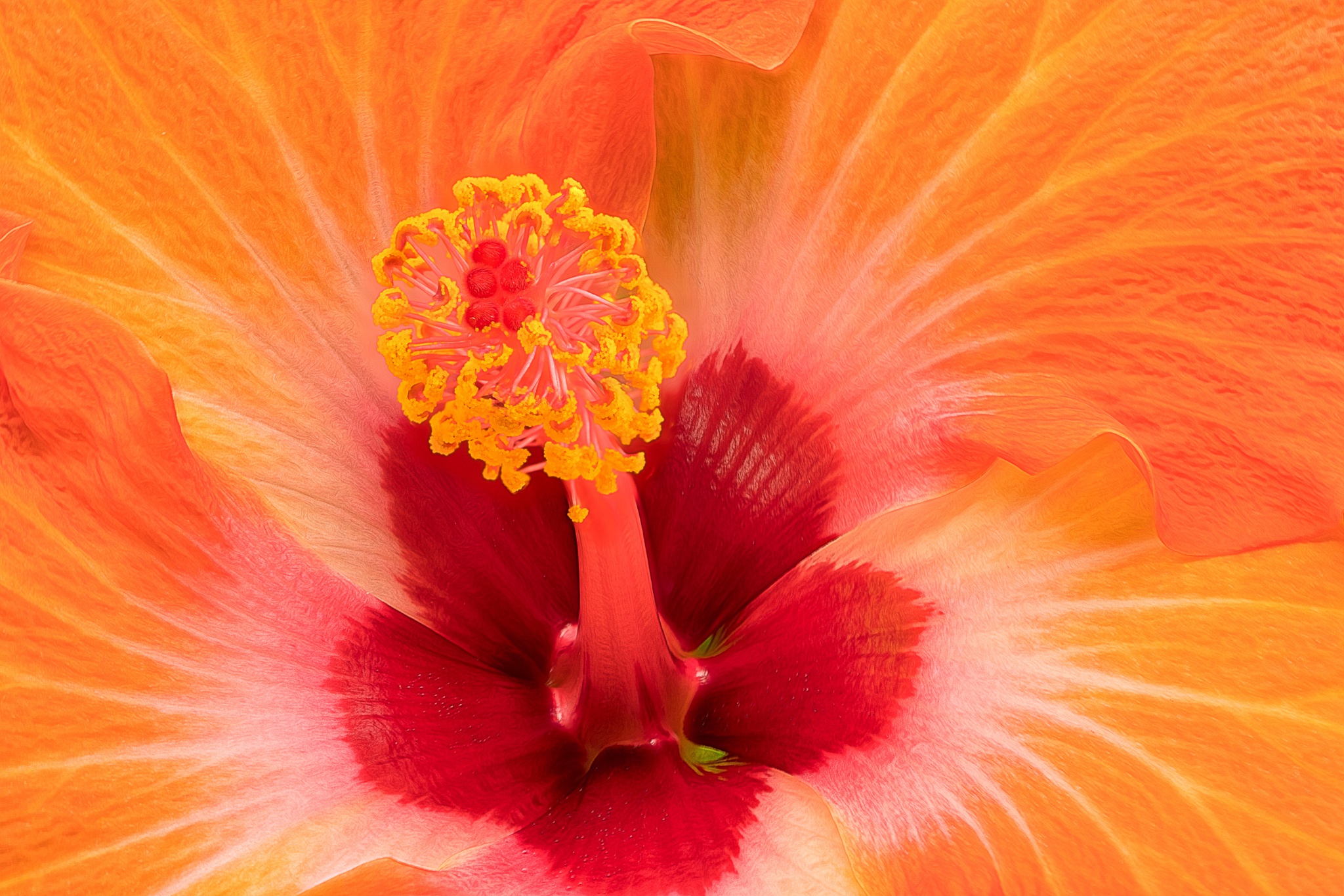 Orange flowers. Гибискус оранжевый. Гибискус ярко-красный. Гибискус красно оранжевый. Гибискус рыжий оранжевый.