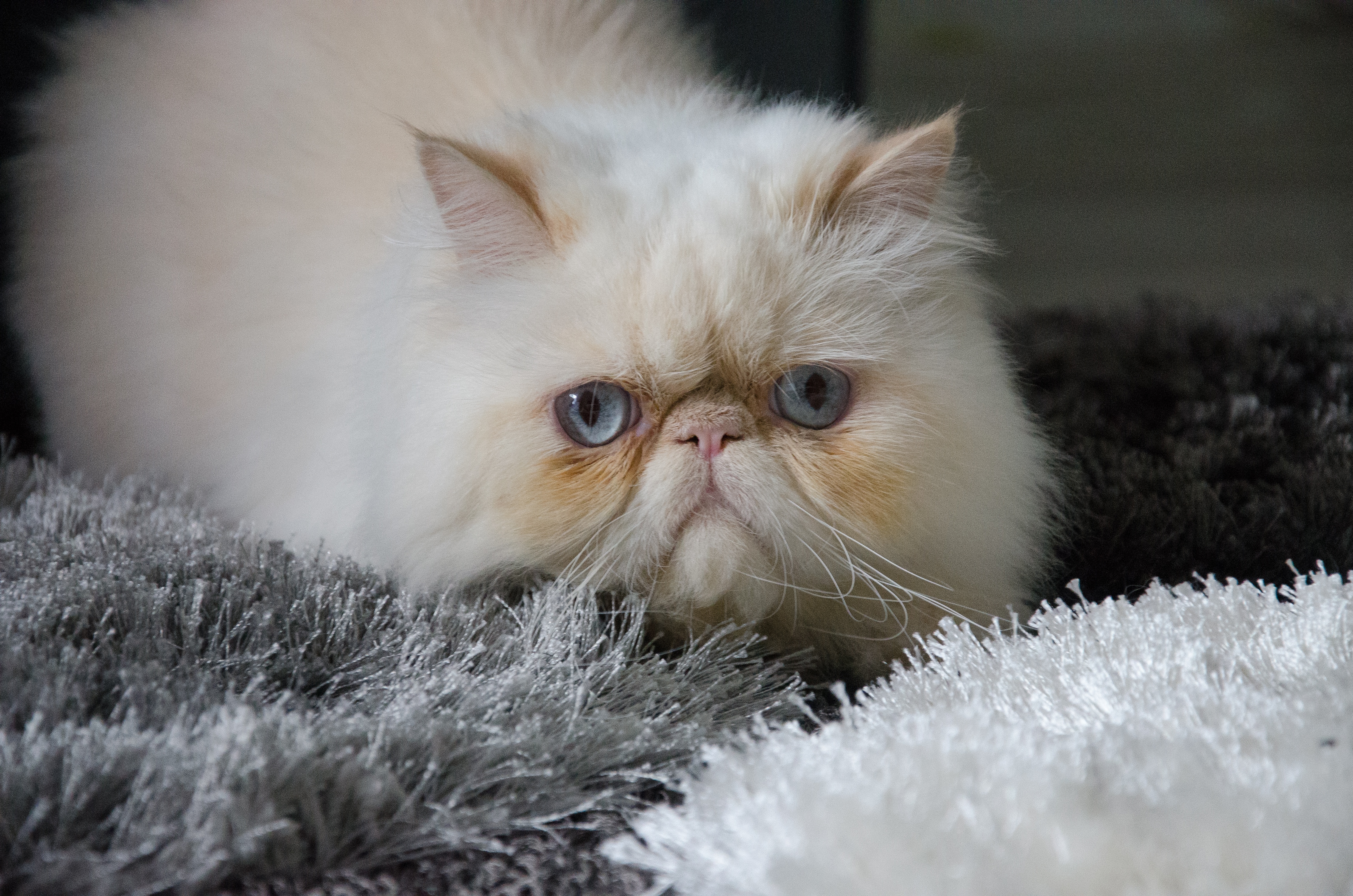 персидская кошка. персидская кошка. персидская кошка камео. белая персидская шиншилла кошка. британская длинношёрстная кошка.