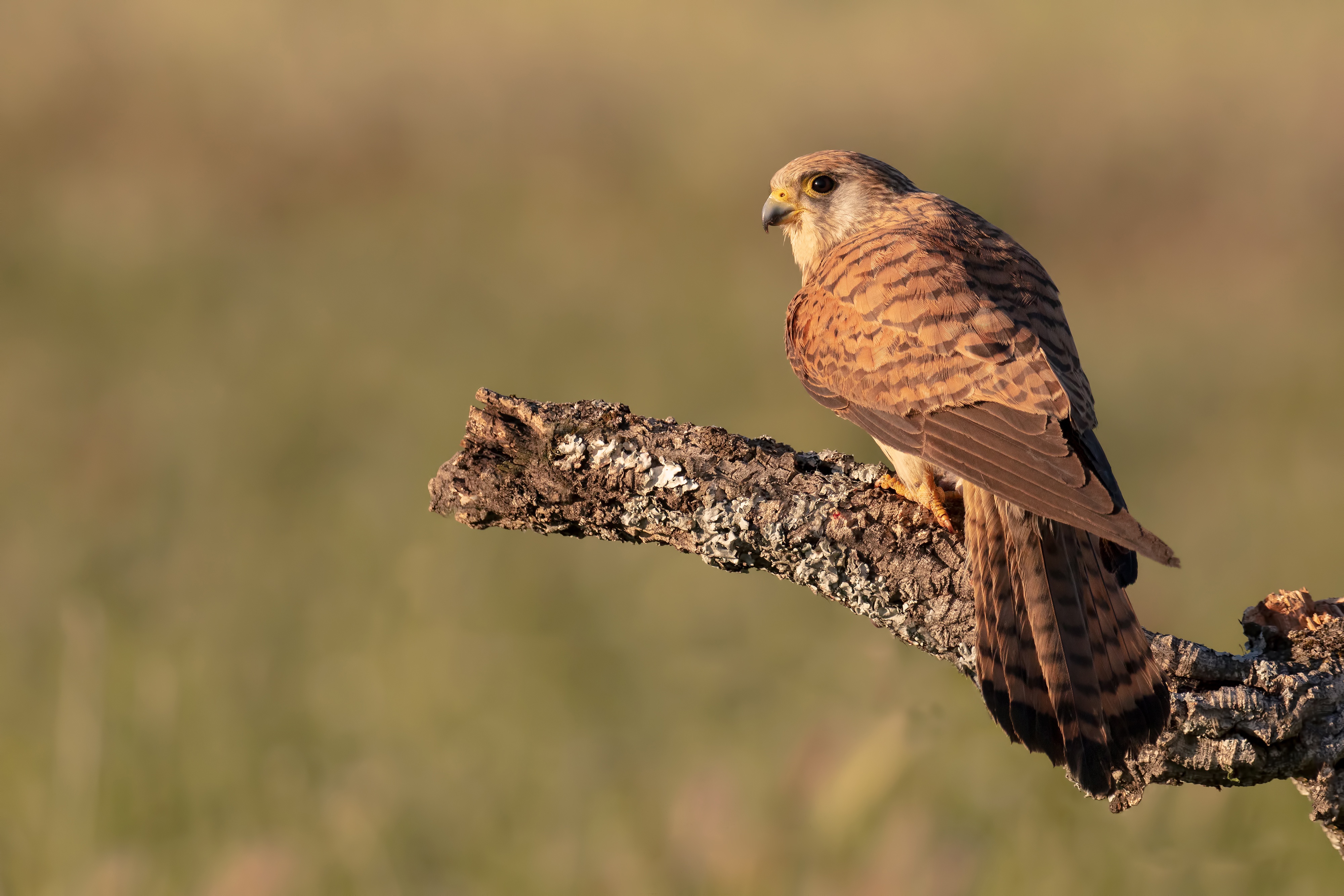 Kestrel. Полосатая пустельга. Воробьиная пустельга. Сокол пустельга. Котсуолдская пустельга".
