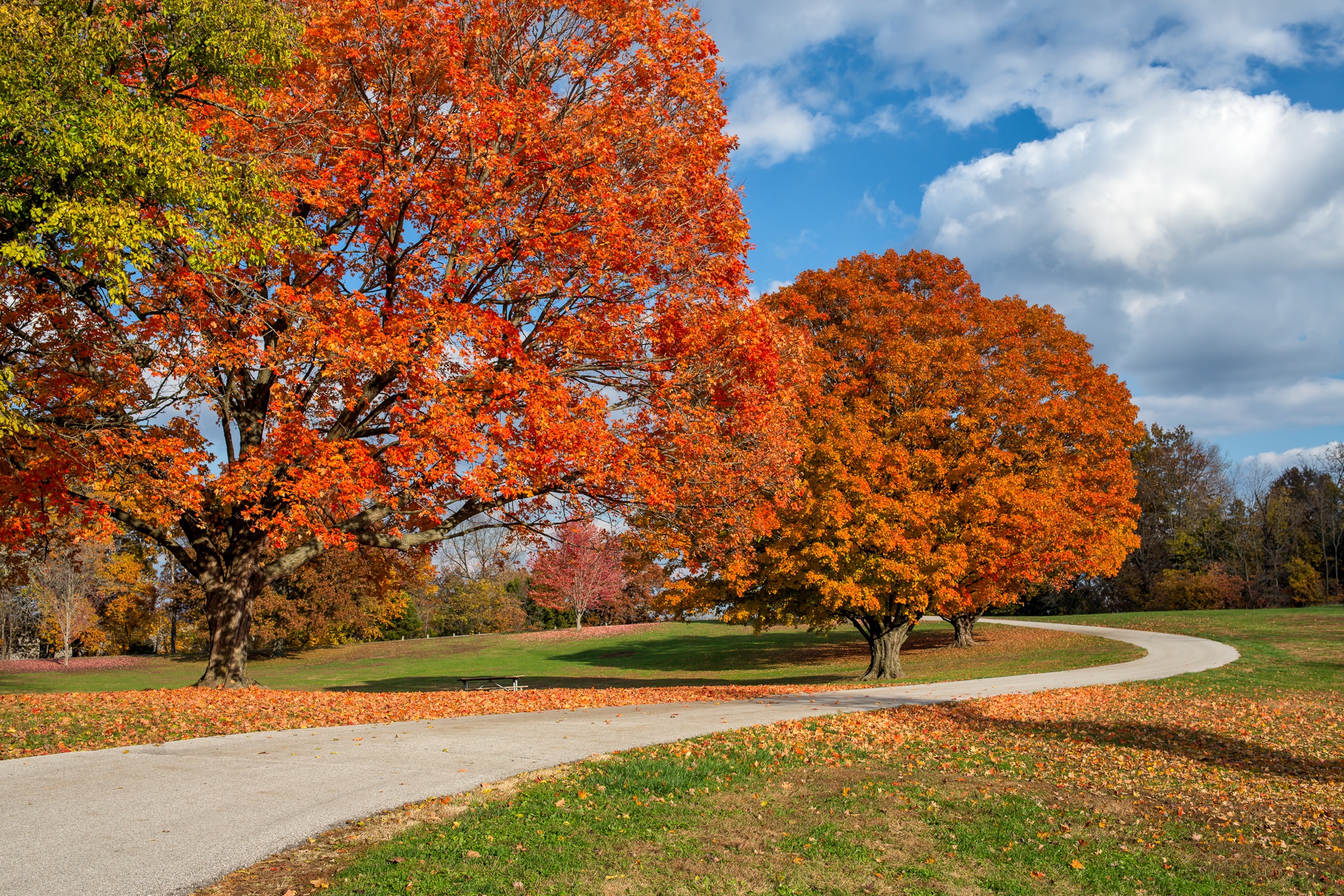 Autumn us. Осенний парк деревья. Парк деревья осень. Осень горизонтальное фото. Осенний парк фото горизонтальное.