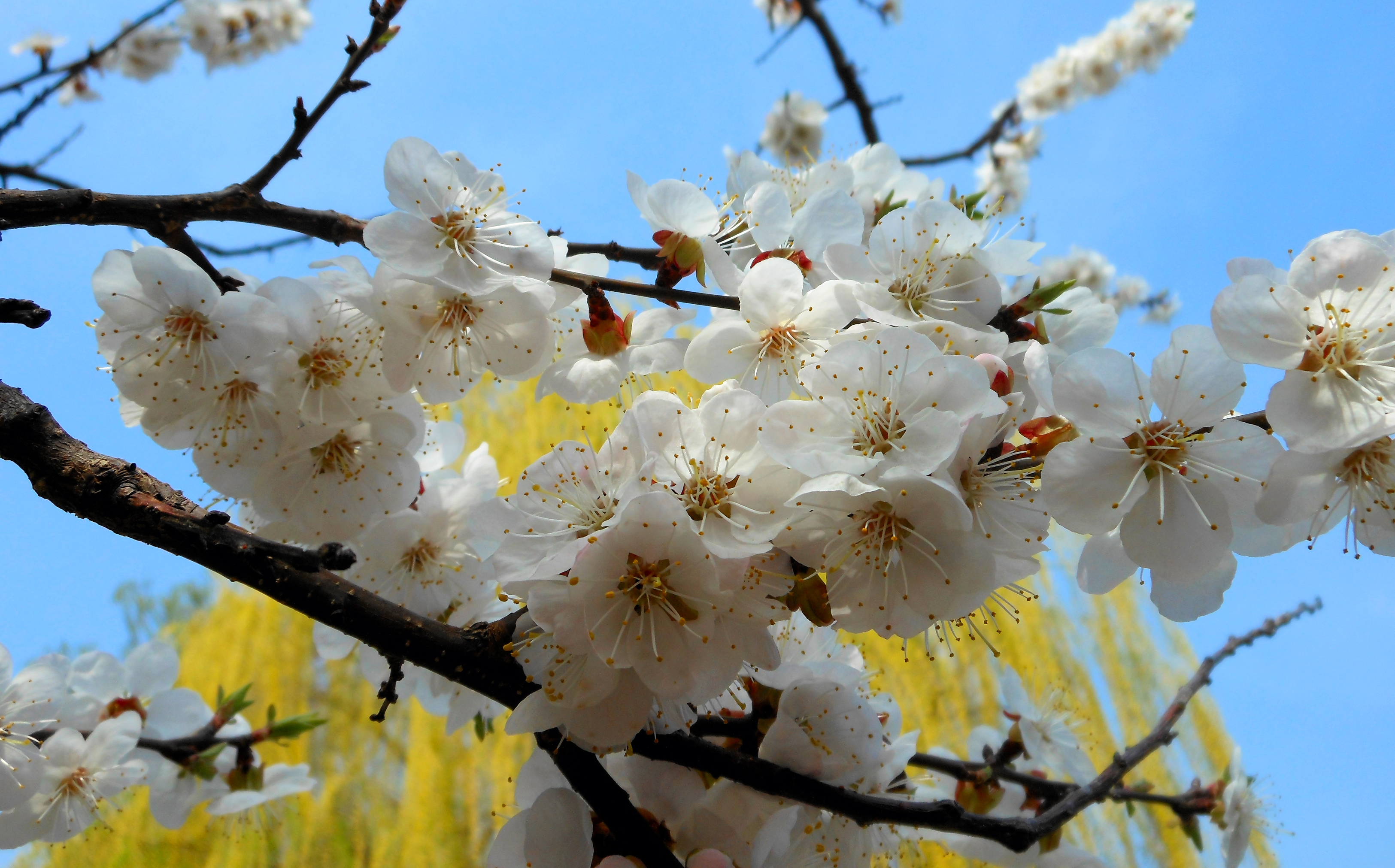 Очень красиво цветет. Цветение урюка в Узбекистане. Урюк дерево цветет. Абрикос Сибирский цветение.